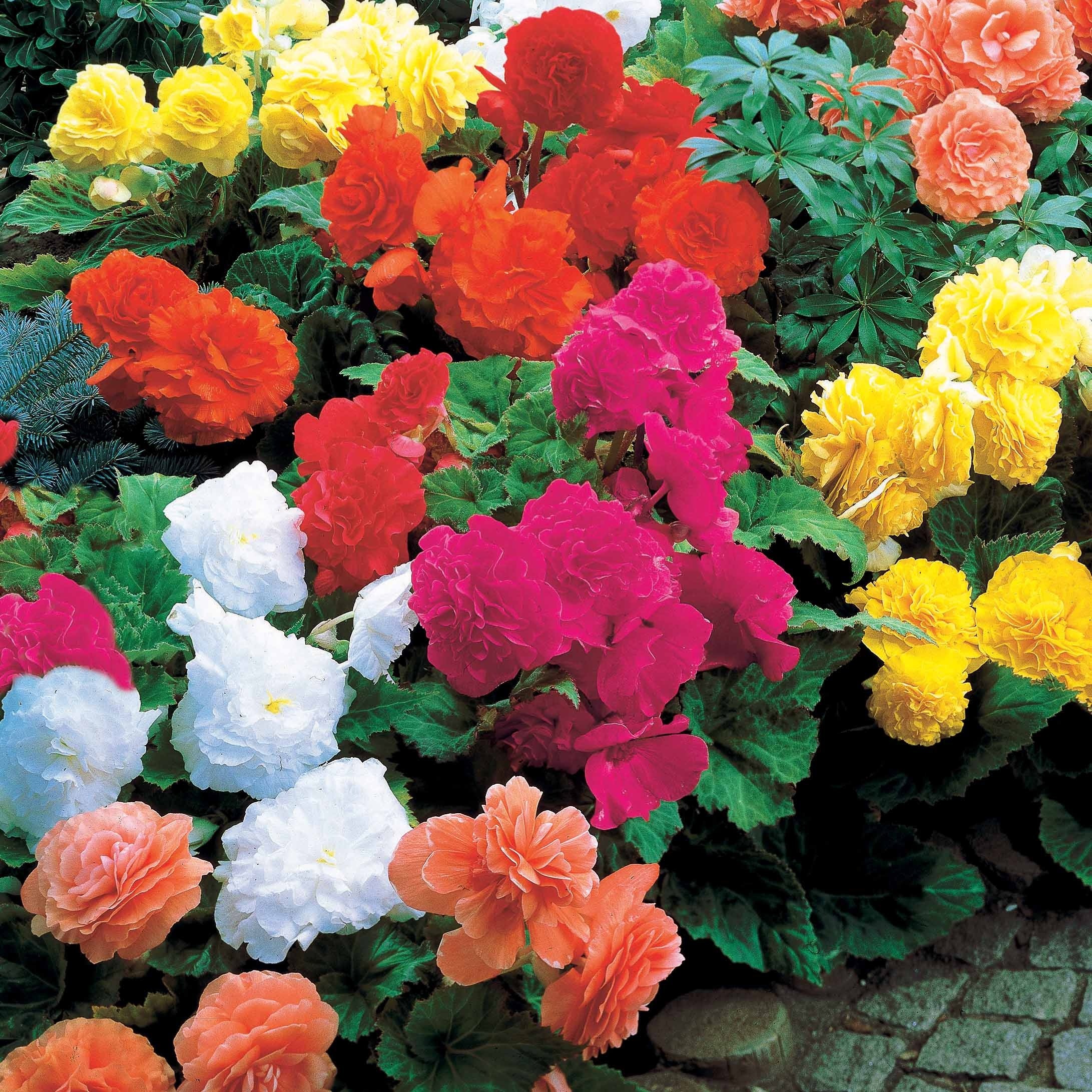 10 Bégonias doubles en mélange EXTRA
