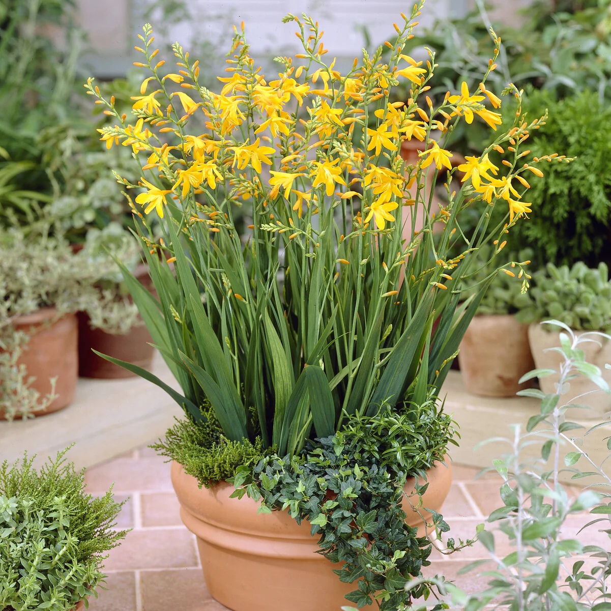 10 Crocosmia George Davidson - Image 2
