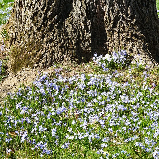 10 Gloires des neiges bleue - Image 3