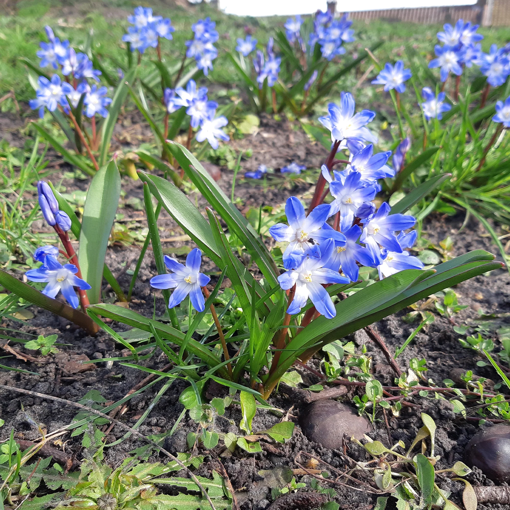 10 Gloires des neiges bleue - Image 4