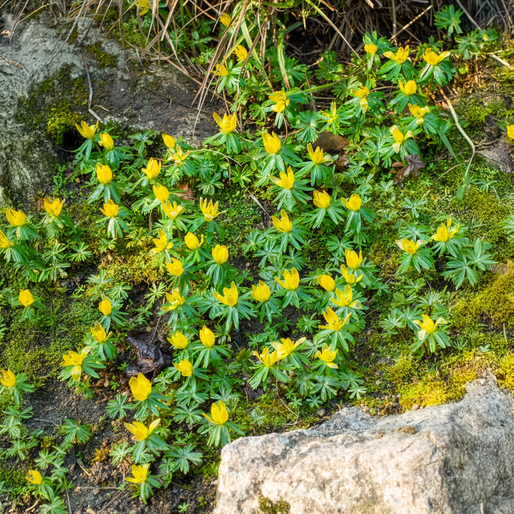 10 Helléborines - Image 9