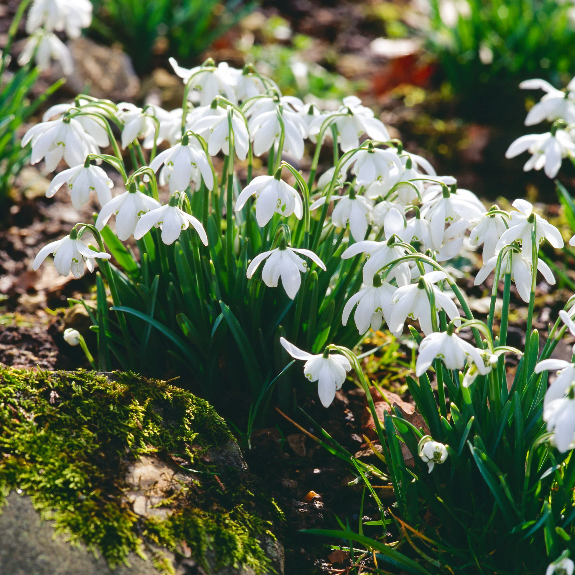 10 Perce-neige double - Image 3