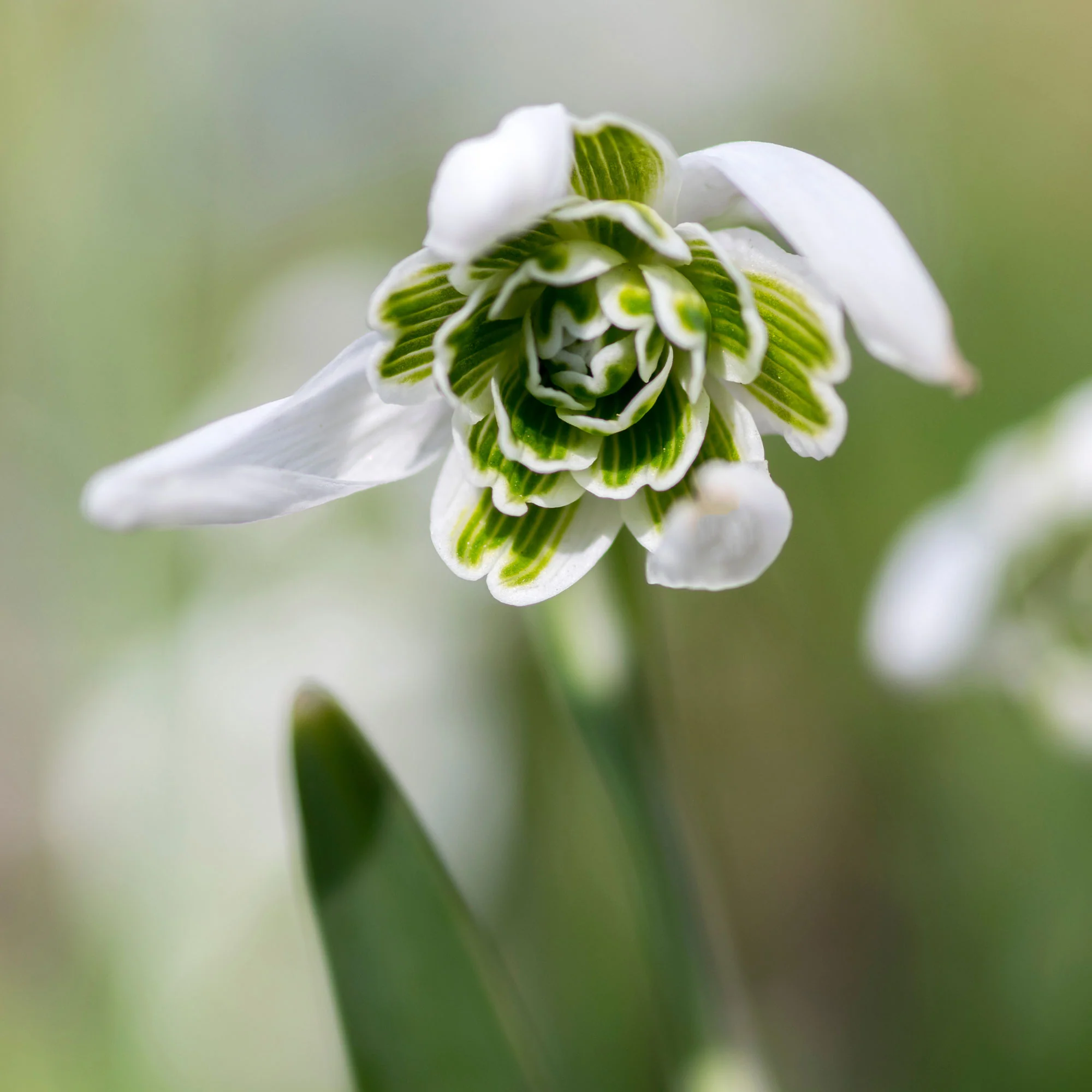10 Perce-neige double - Image 4