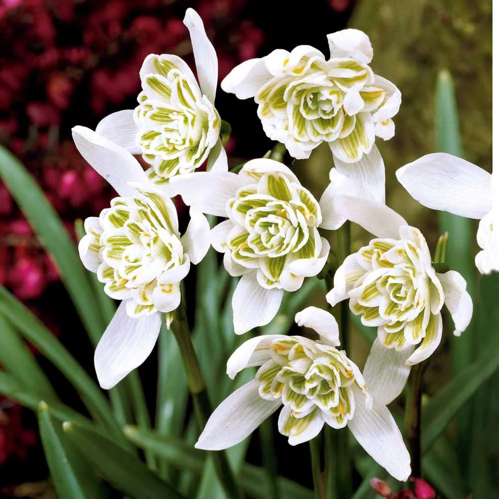 10 Perce-neige double - Image 7