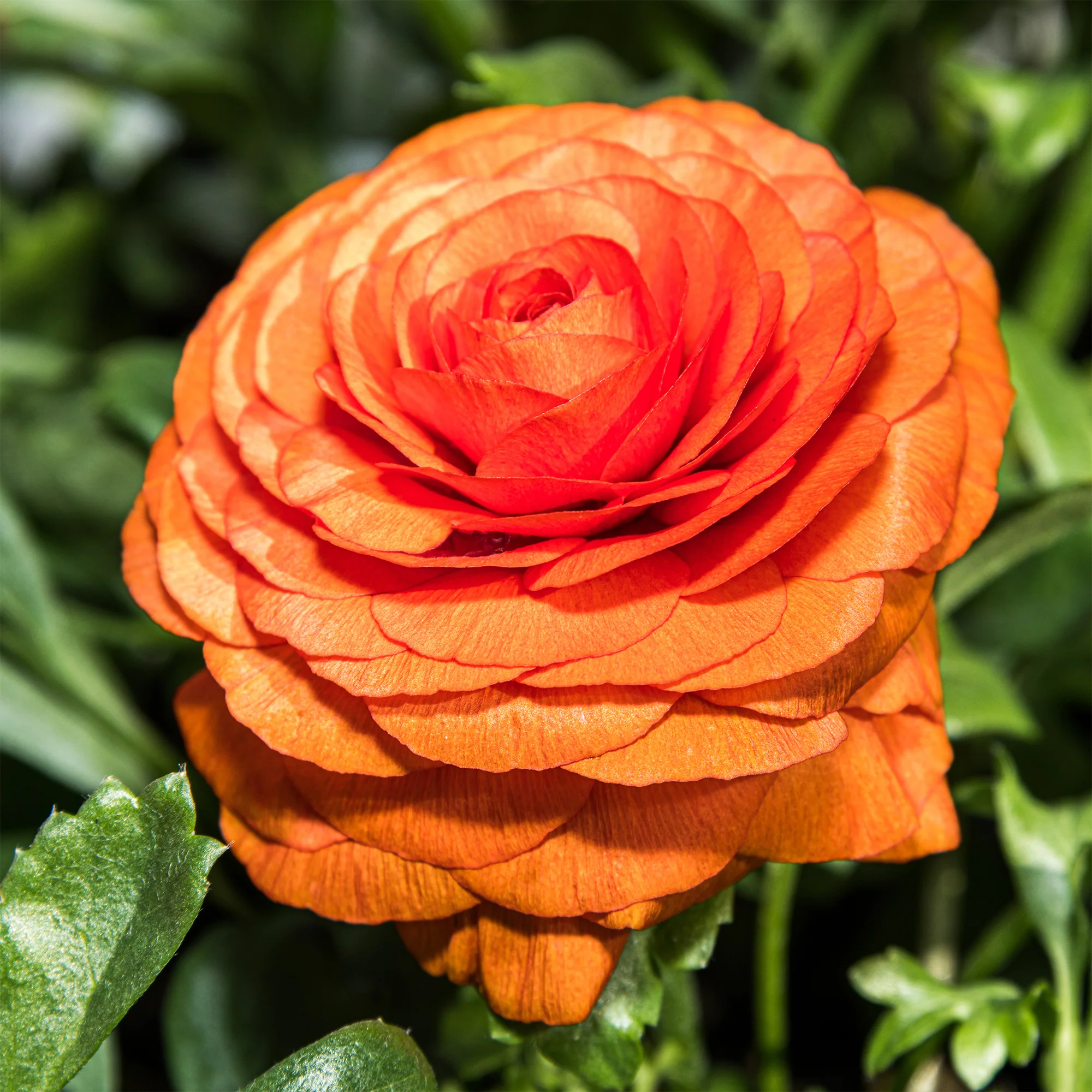 10 Renoncules Orange Flame