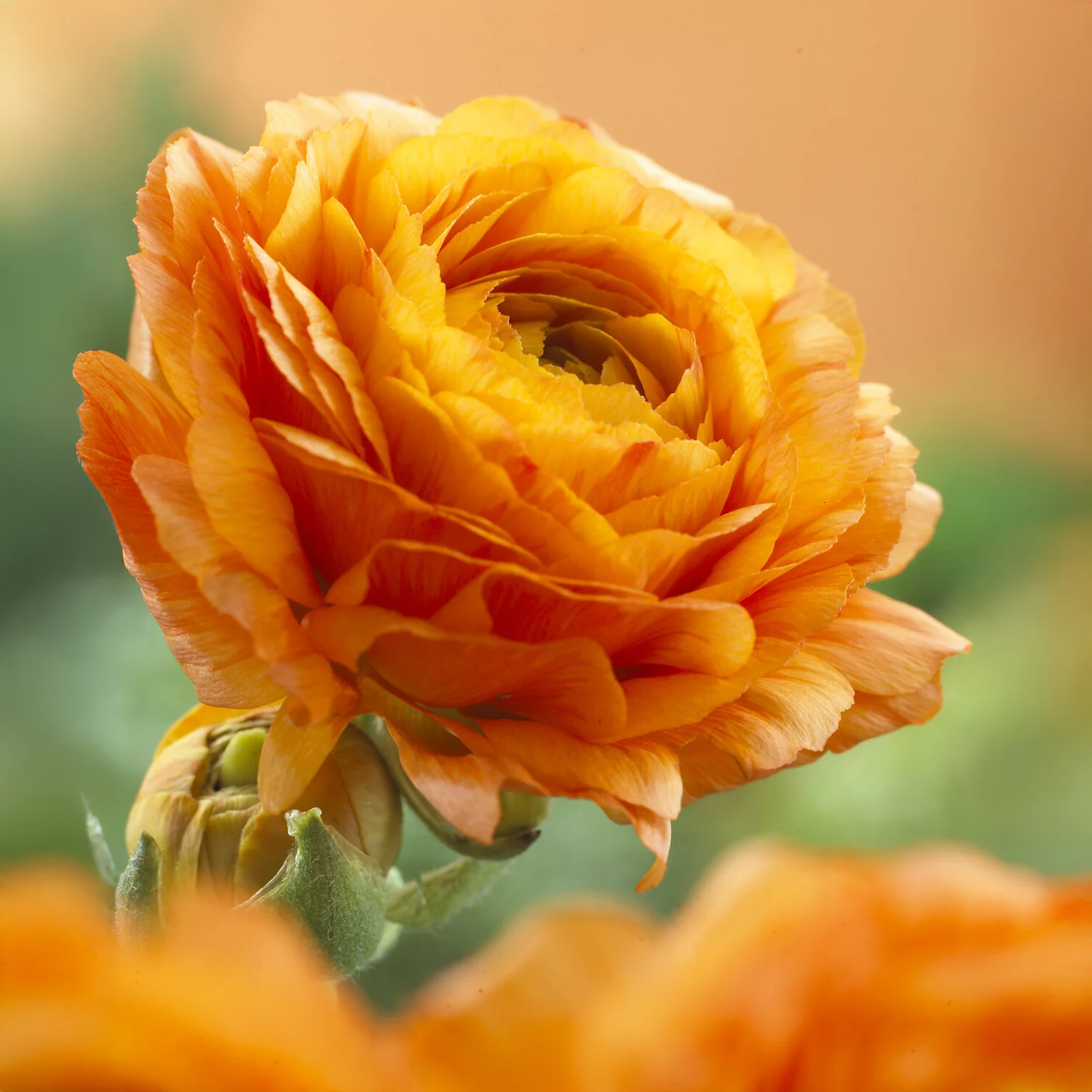 10 Renoncules oranges - Image 3