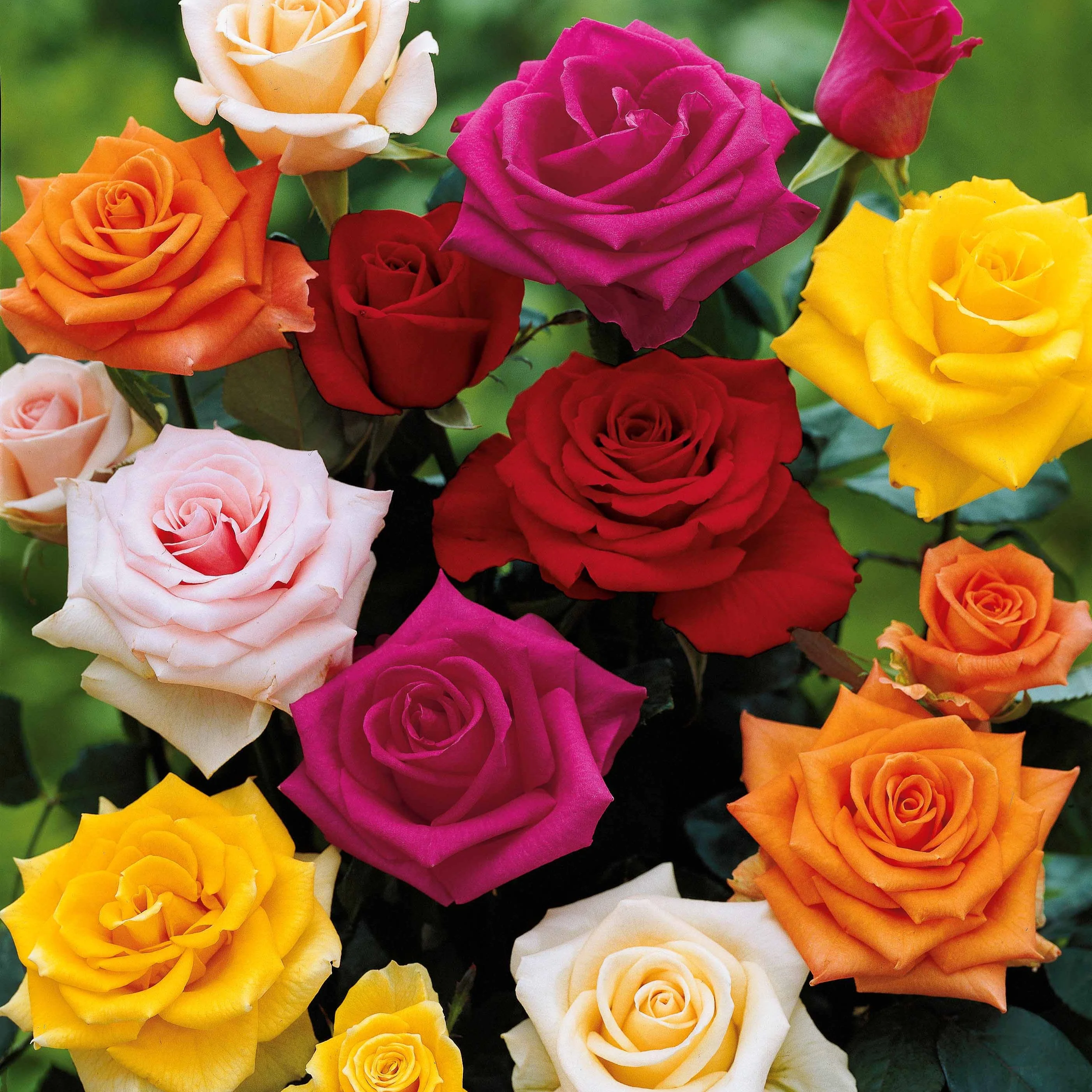 10 Rosiers buissons en mélange