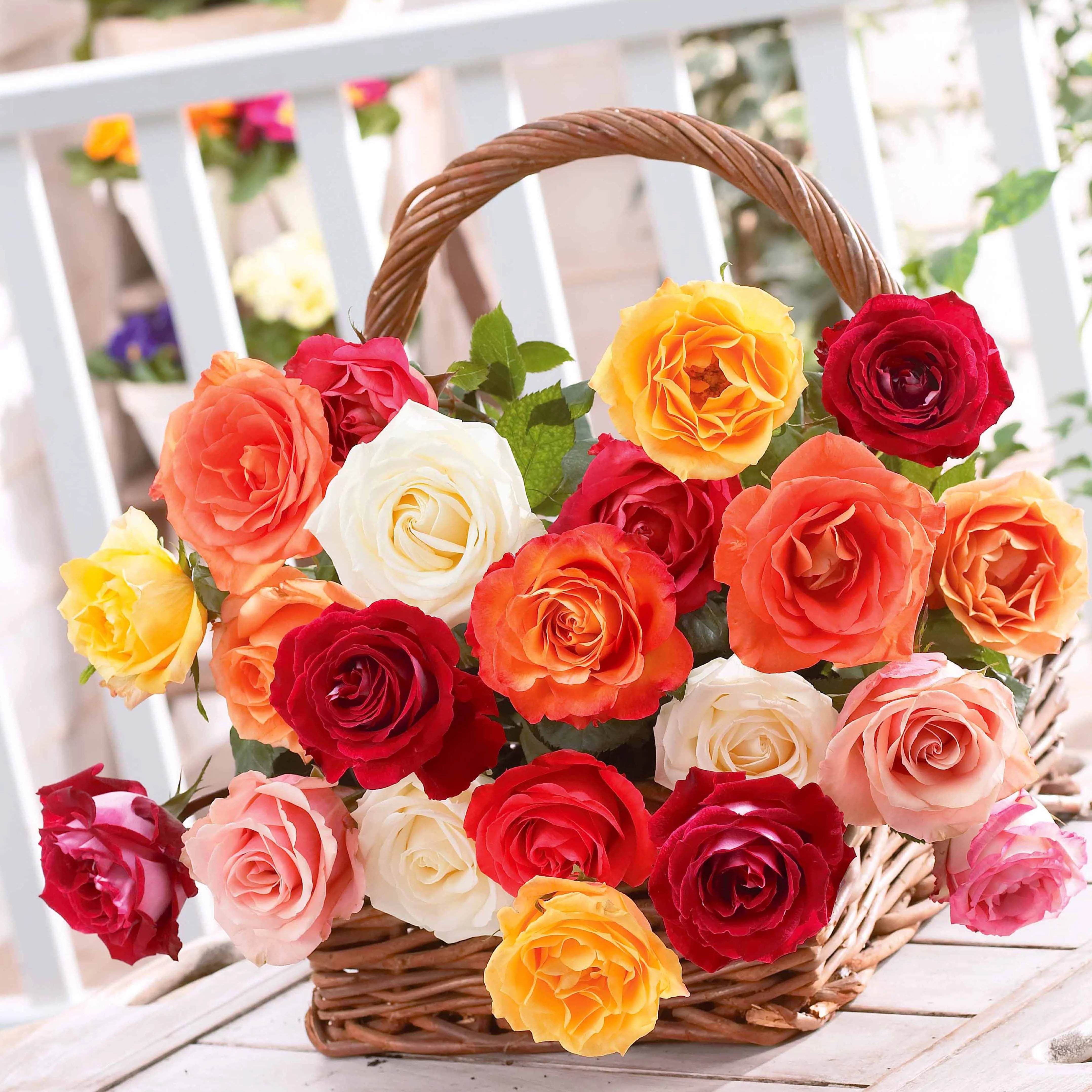 10 Rosiers buissons en mélange - Image 2