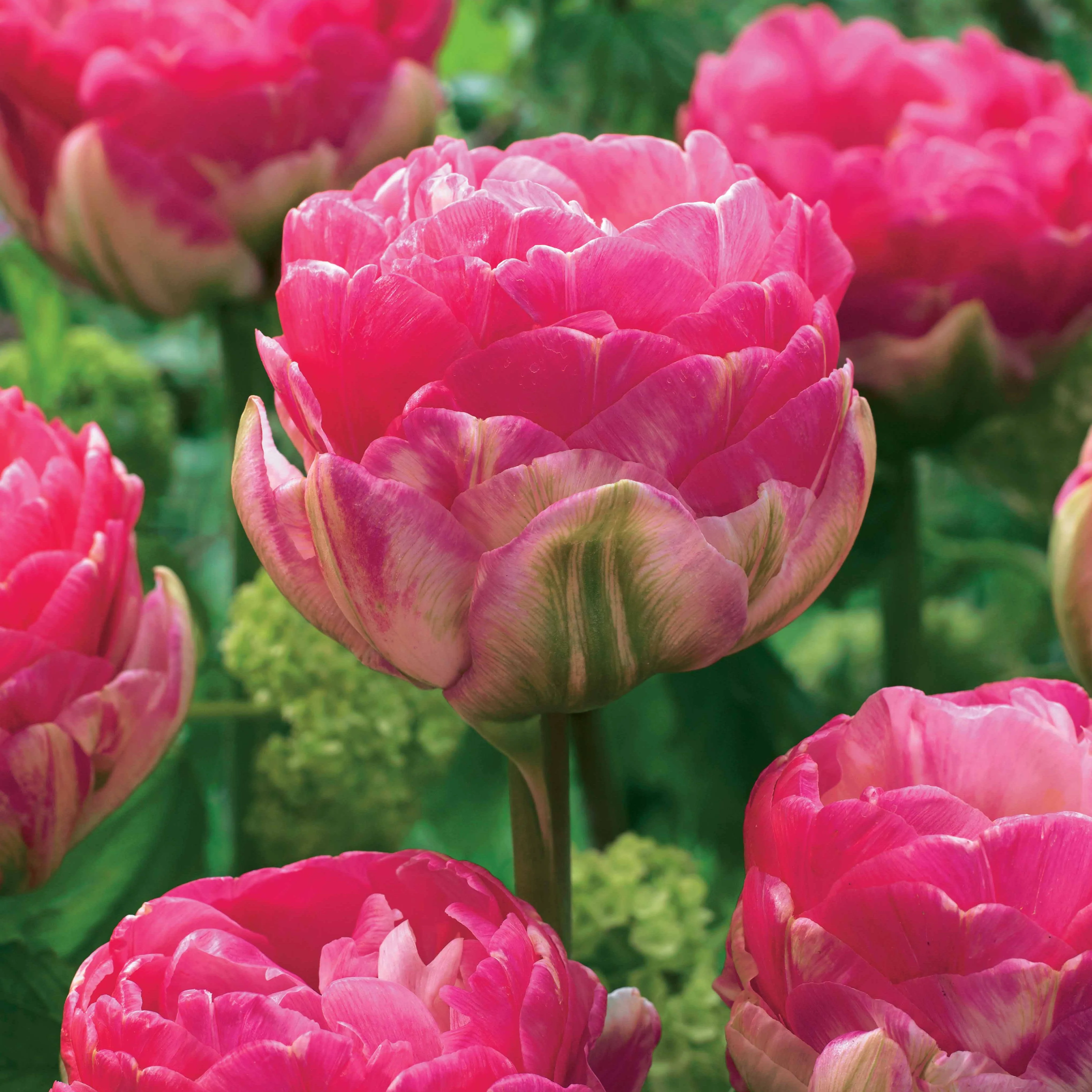10 Tulipes à fleurs pivoine Pompon rose - Image 2