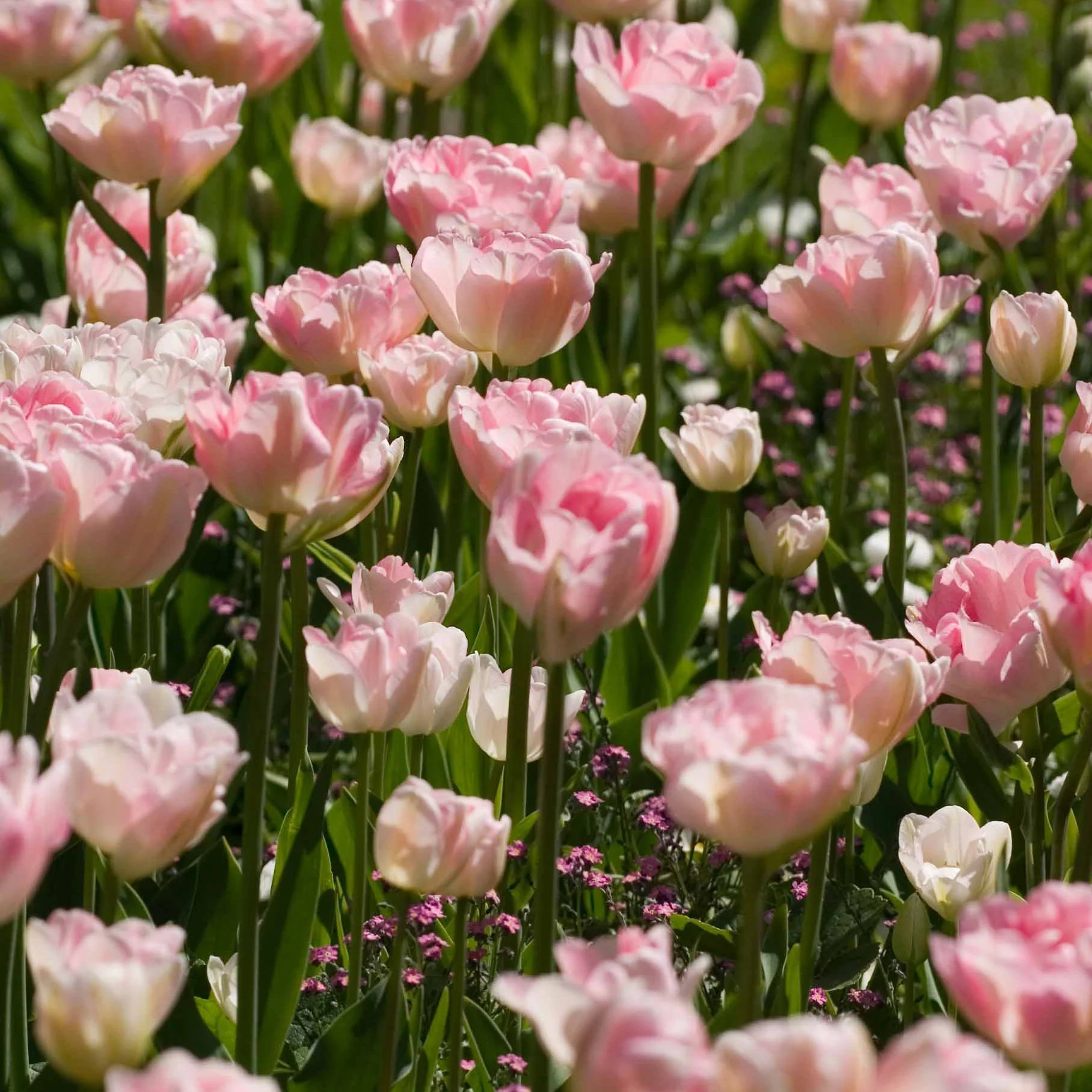 10 Tulipes à fleur de pivoine Angélique - Image 3