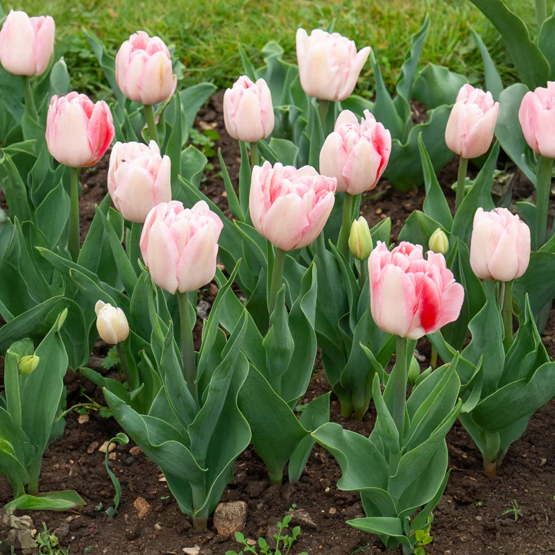 10 Tulipes à fleur de pivoine Angélique - Image 4