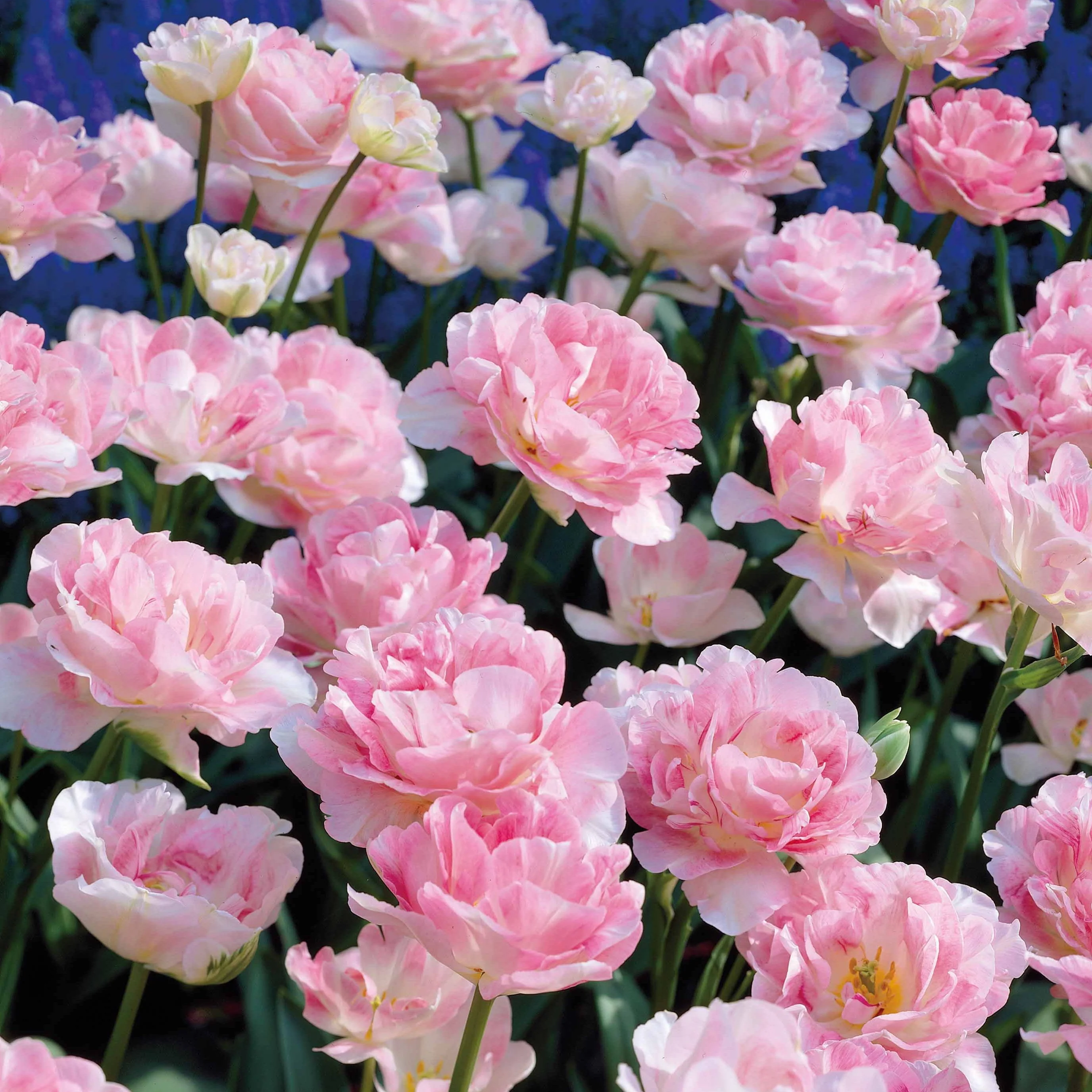 10 Tulipes à fleur de pivoine Angélique - Image 5