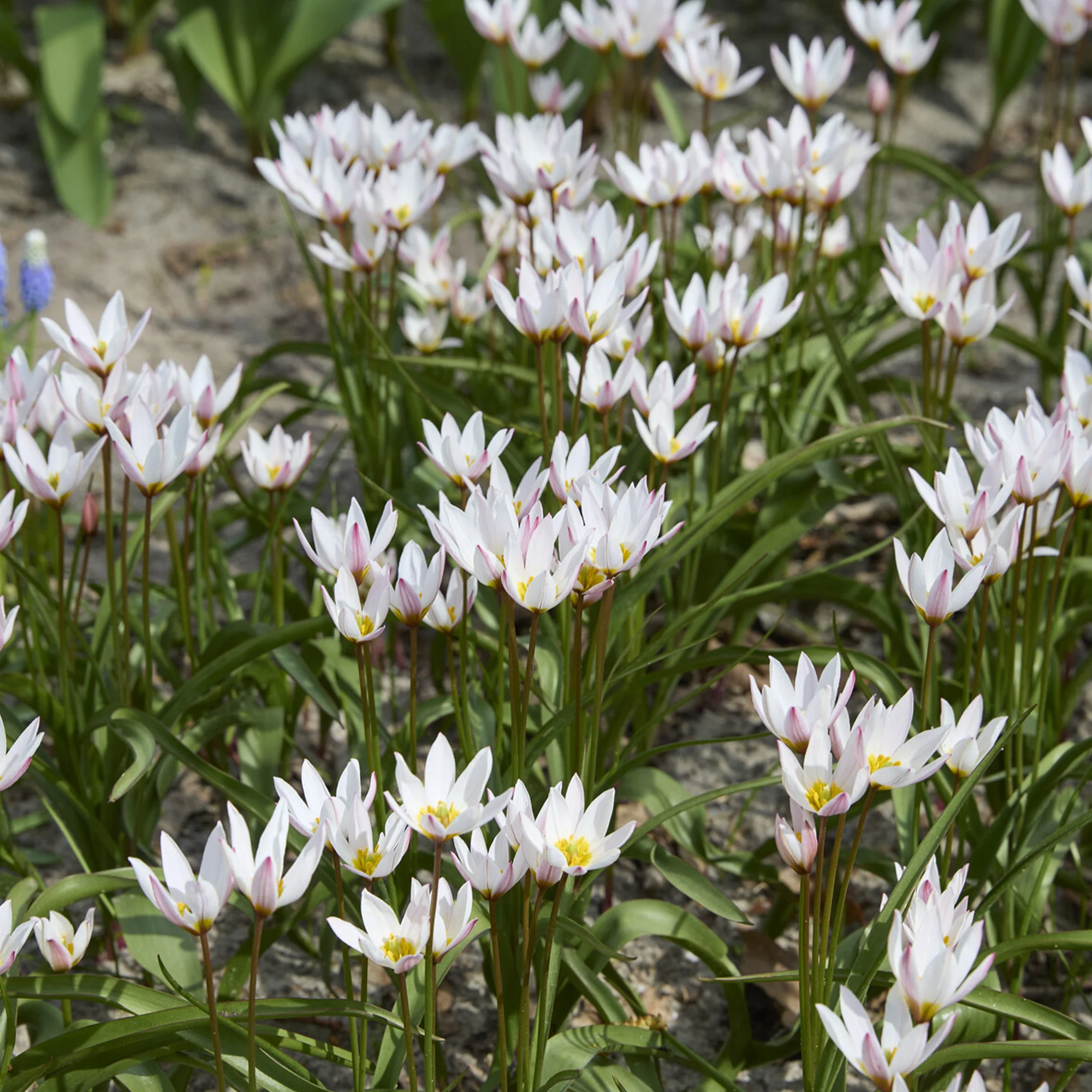 10 Tulipes botaniques Hilde - Image 2