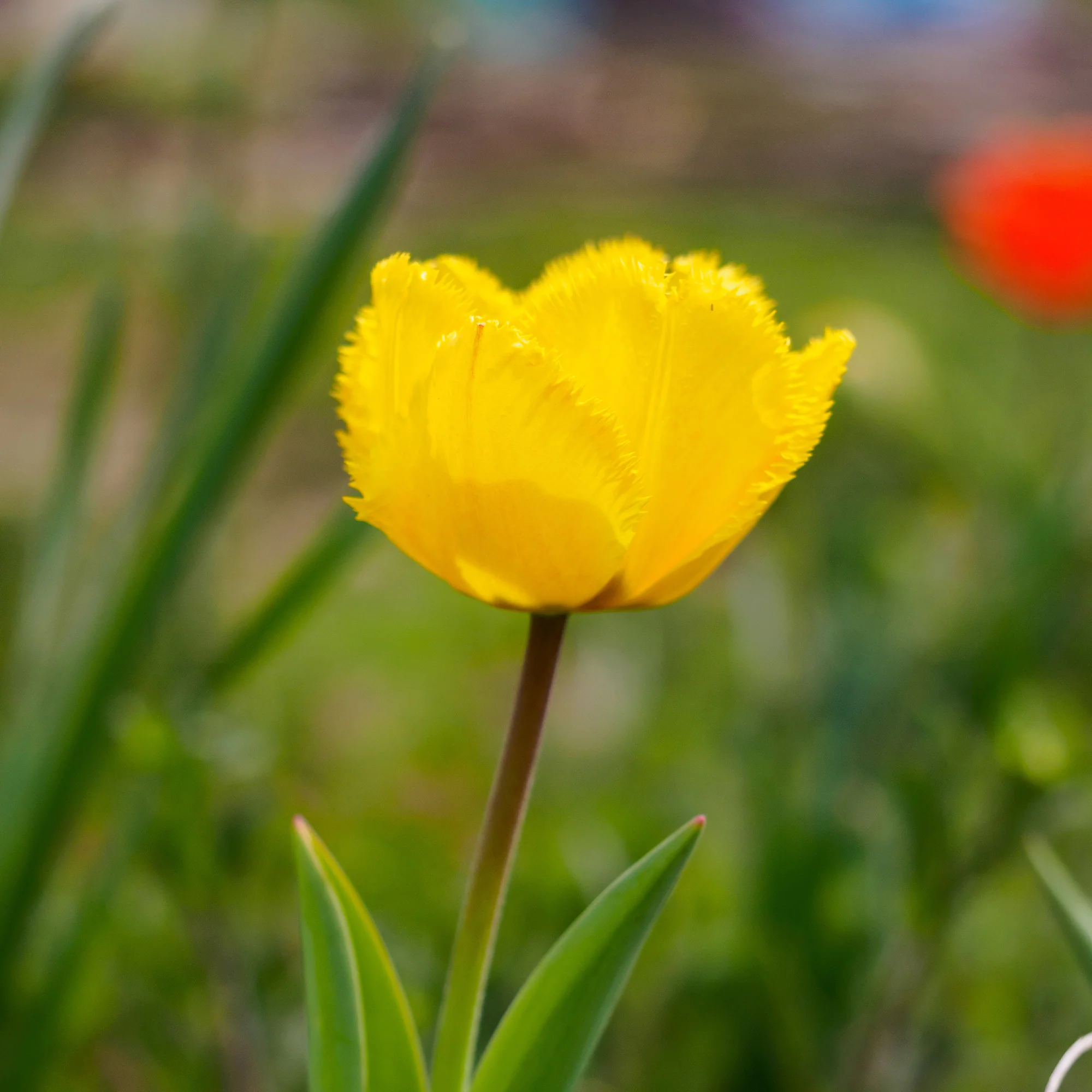 10 Tulipes Crystal Star