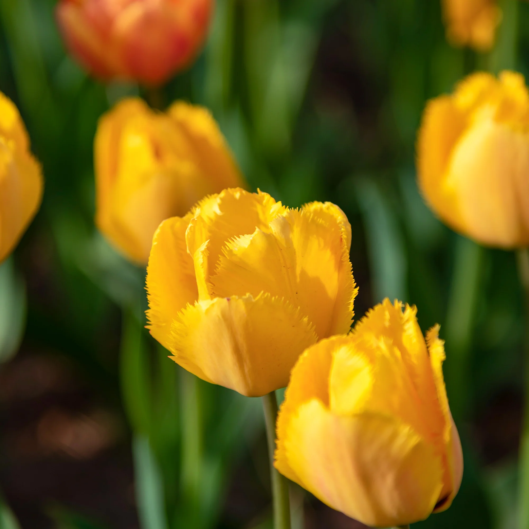 10 Tulipes Crystal Star - Image 2