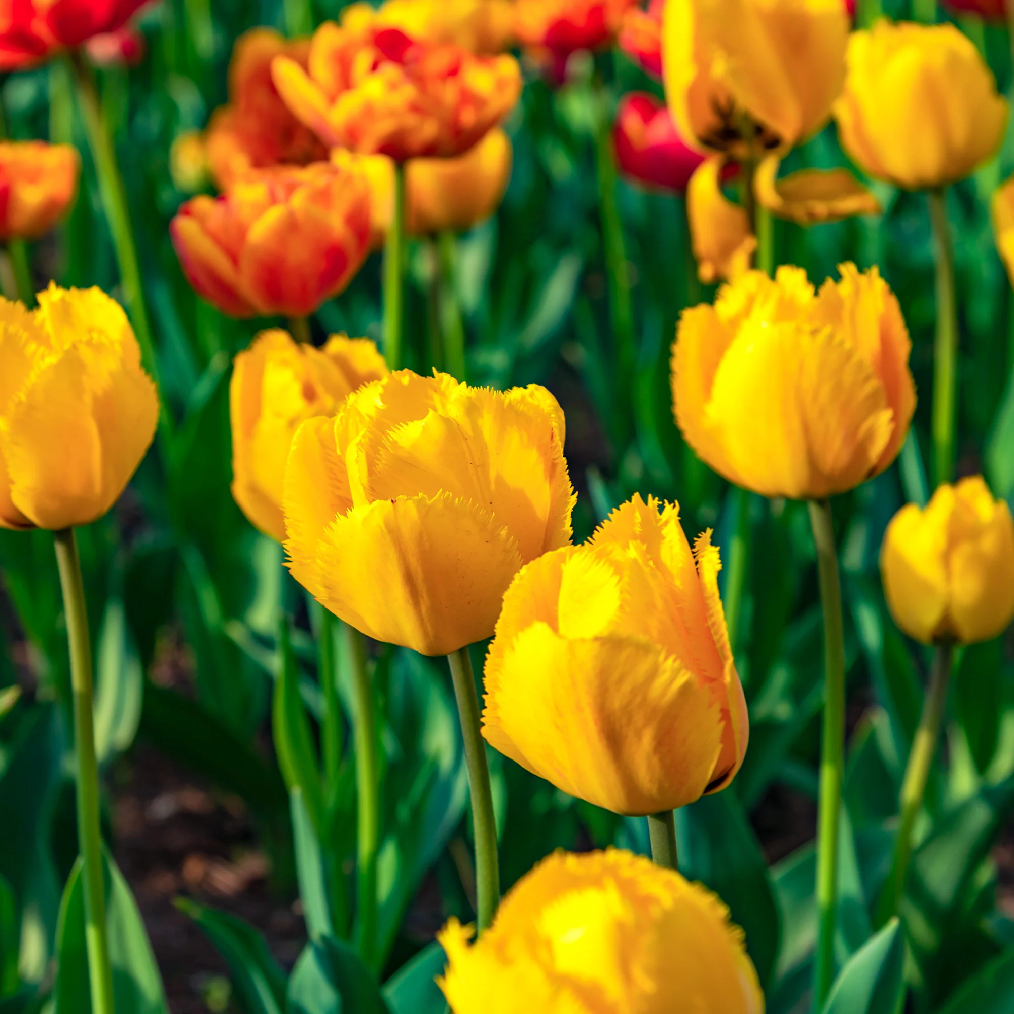 10 Tulipes Crystal Star - Image 3
