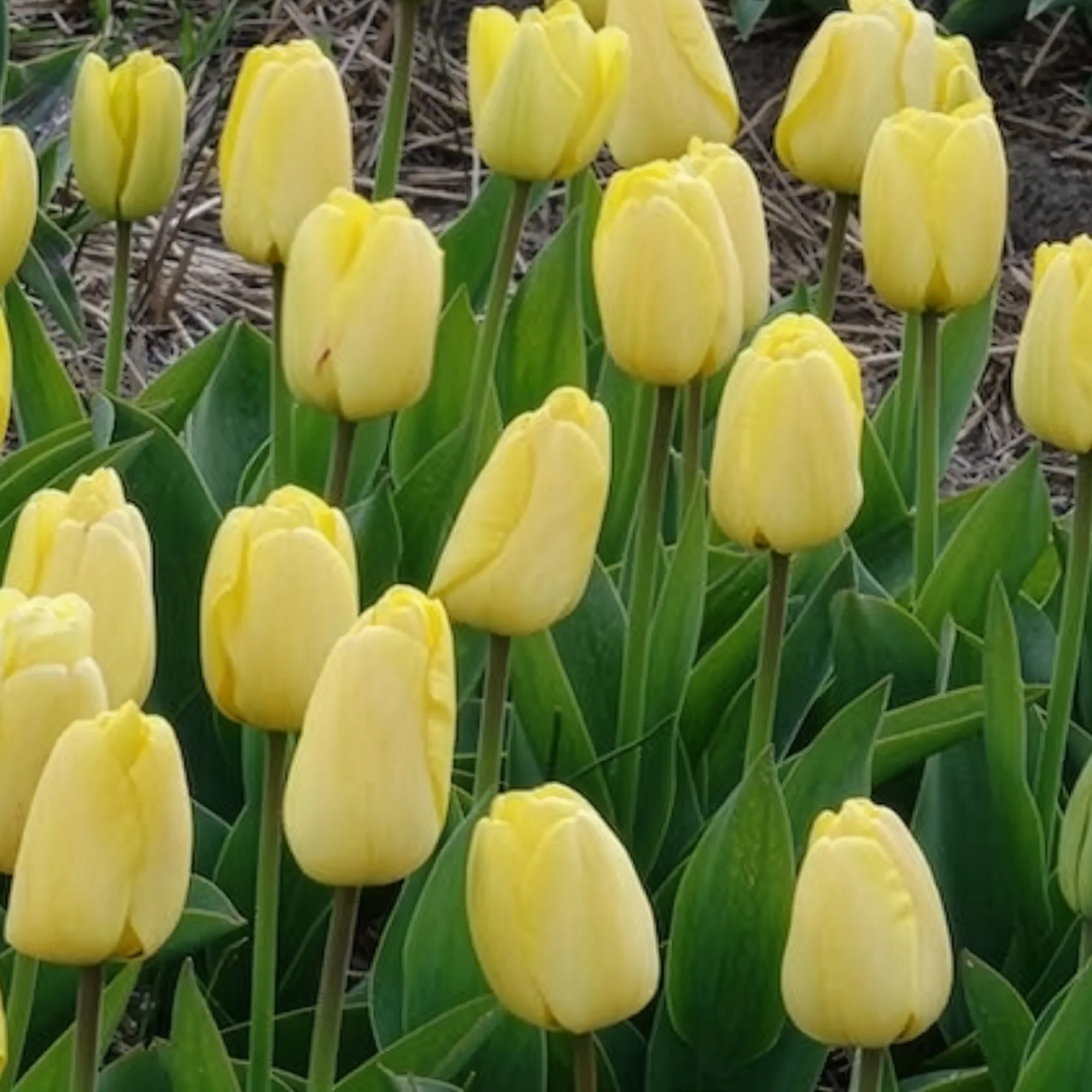 10 Tulipes Darwin Golden parade - Image 10