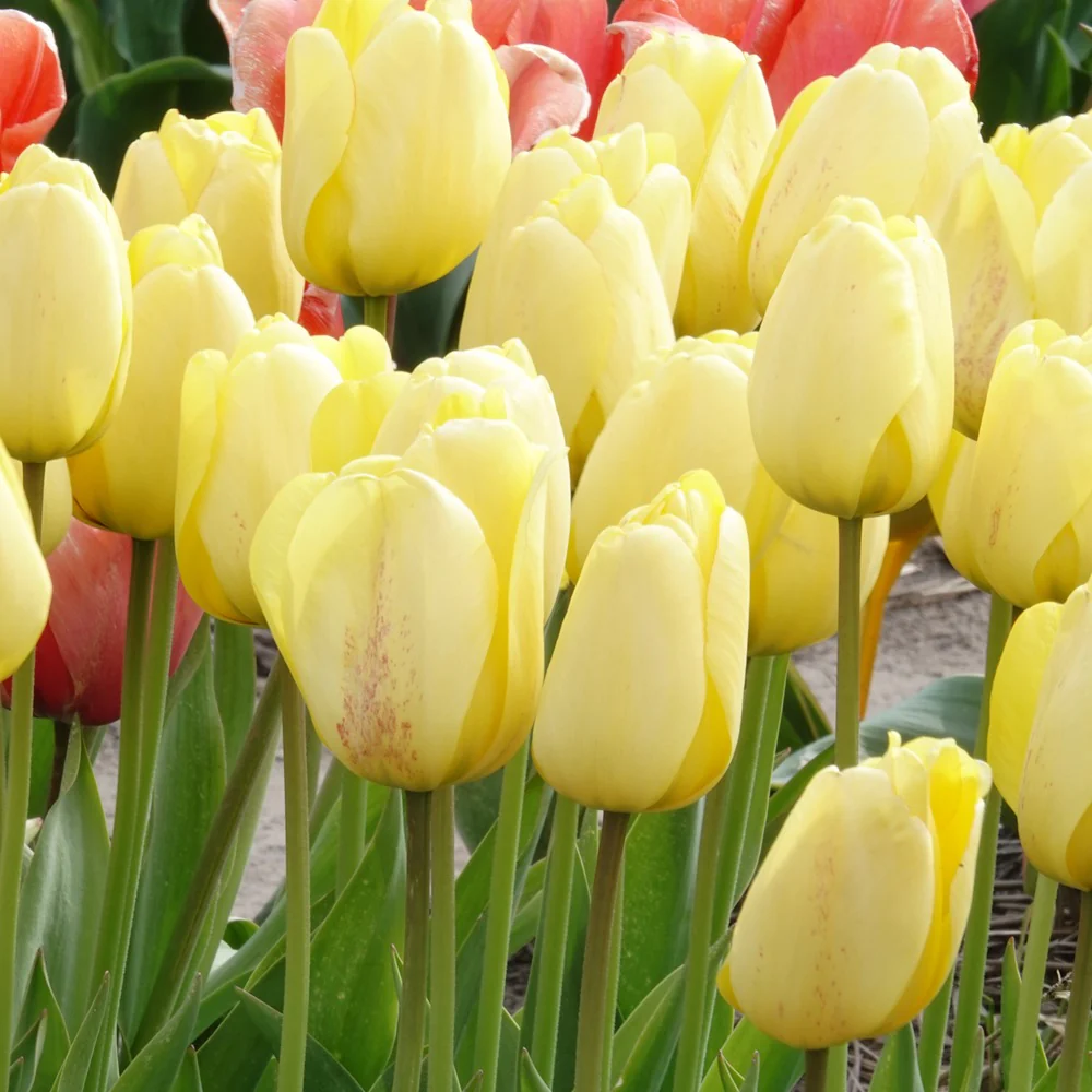 10 Tulipes Darwin Golden parade - Image 2