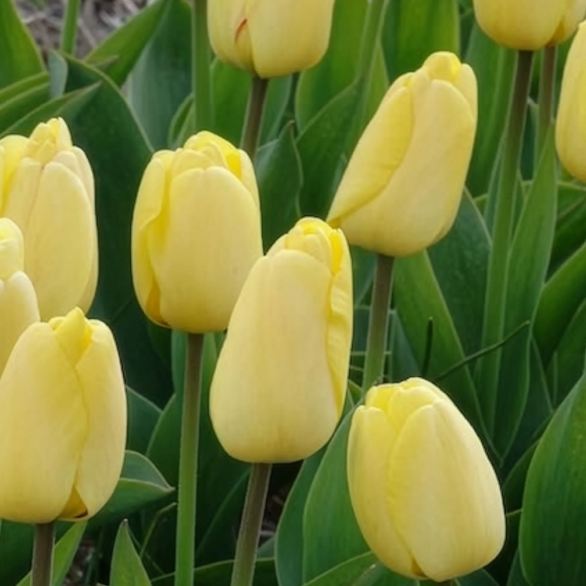 10 Tulipes Darwin Golden parade - Image 3