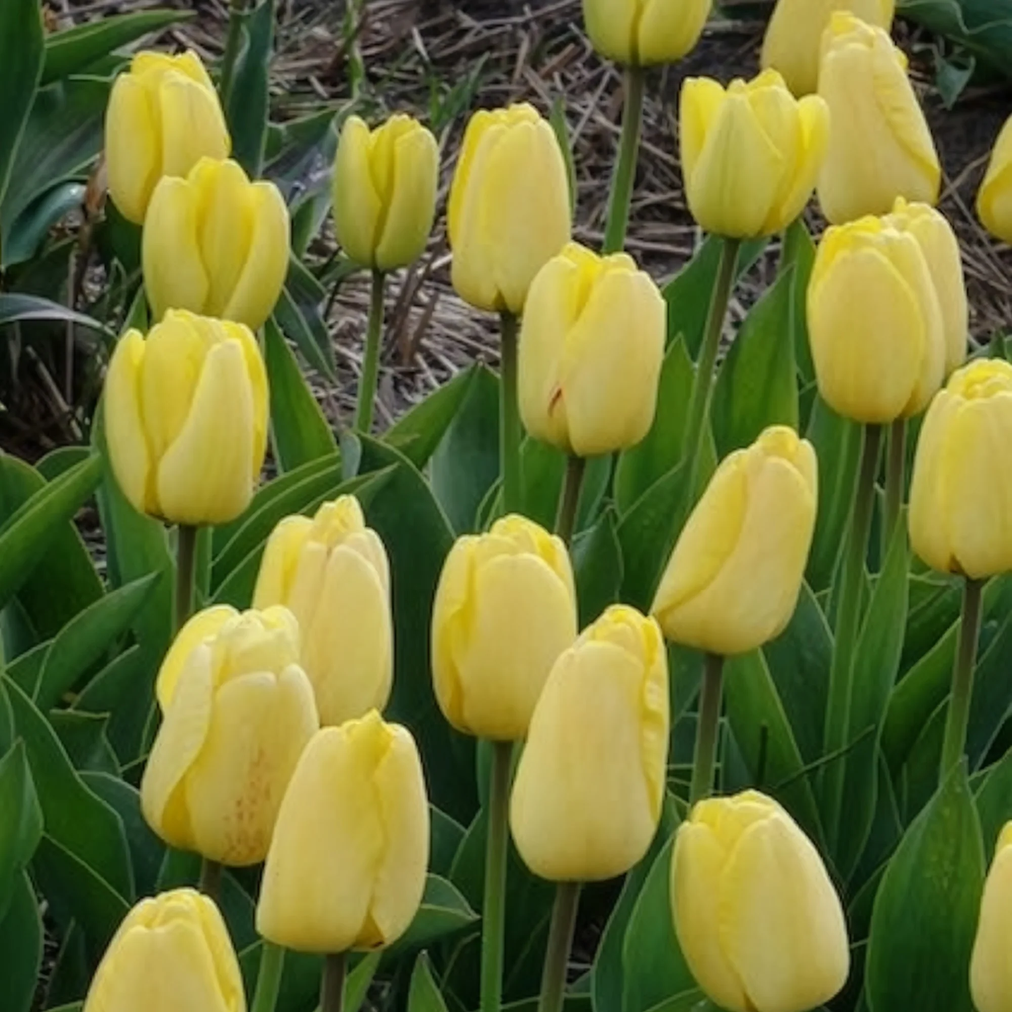 10 Tulipes Darwin Golden parade - Image 4