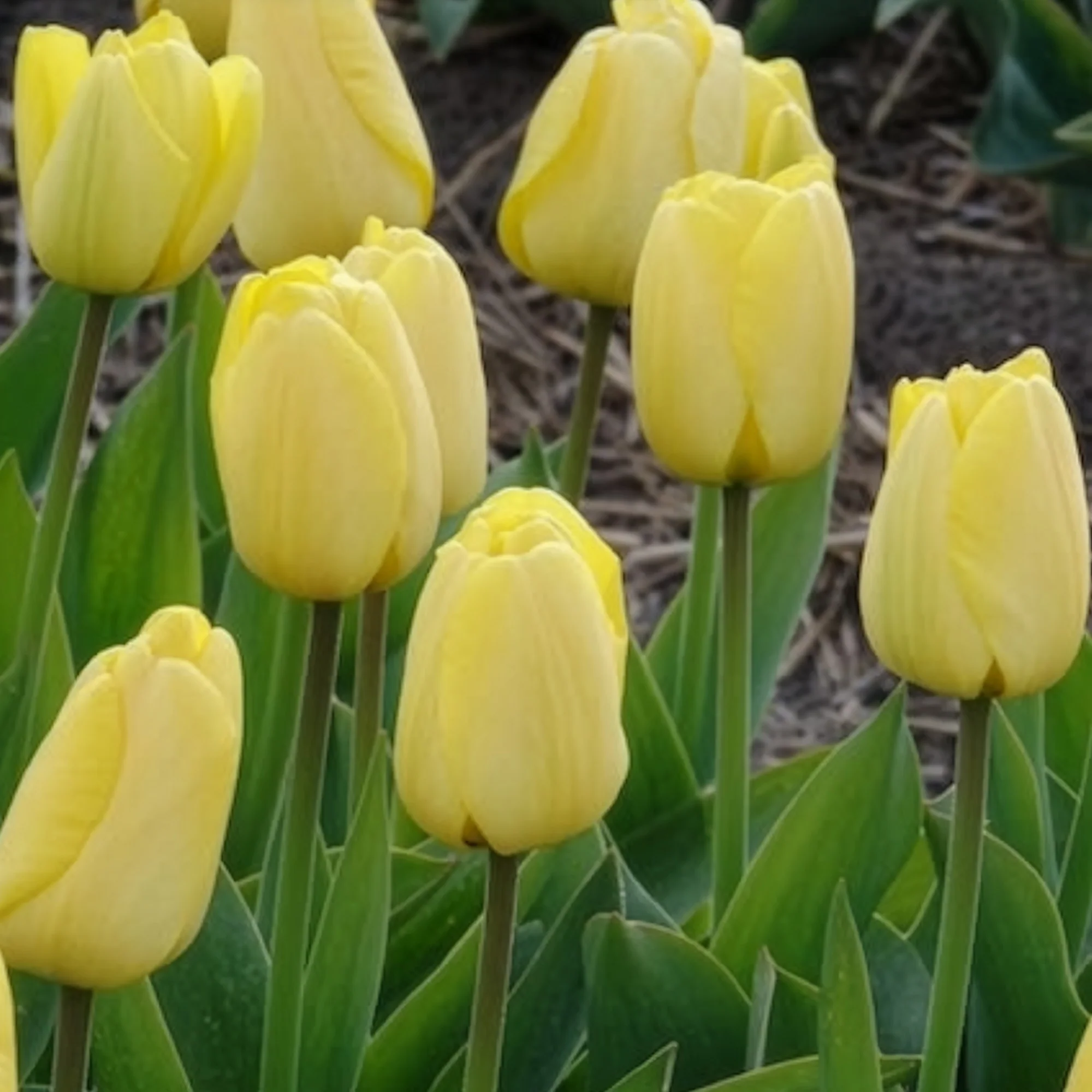 10 Tulipes Darwin Golden parade - Image 9