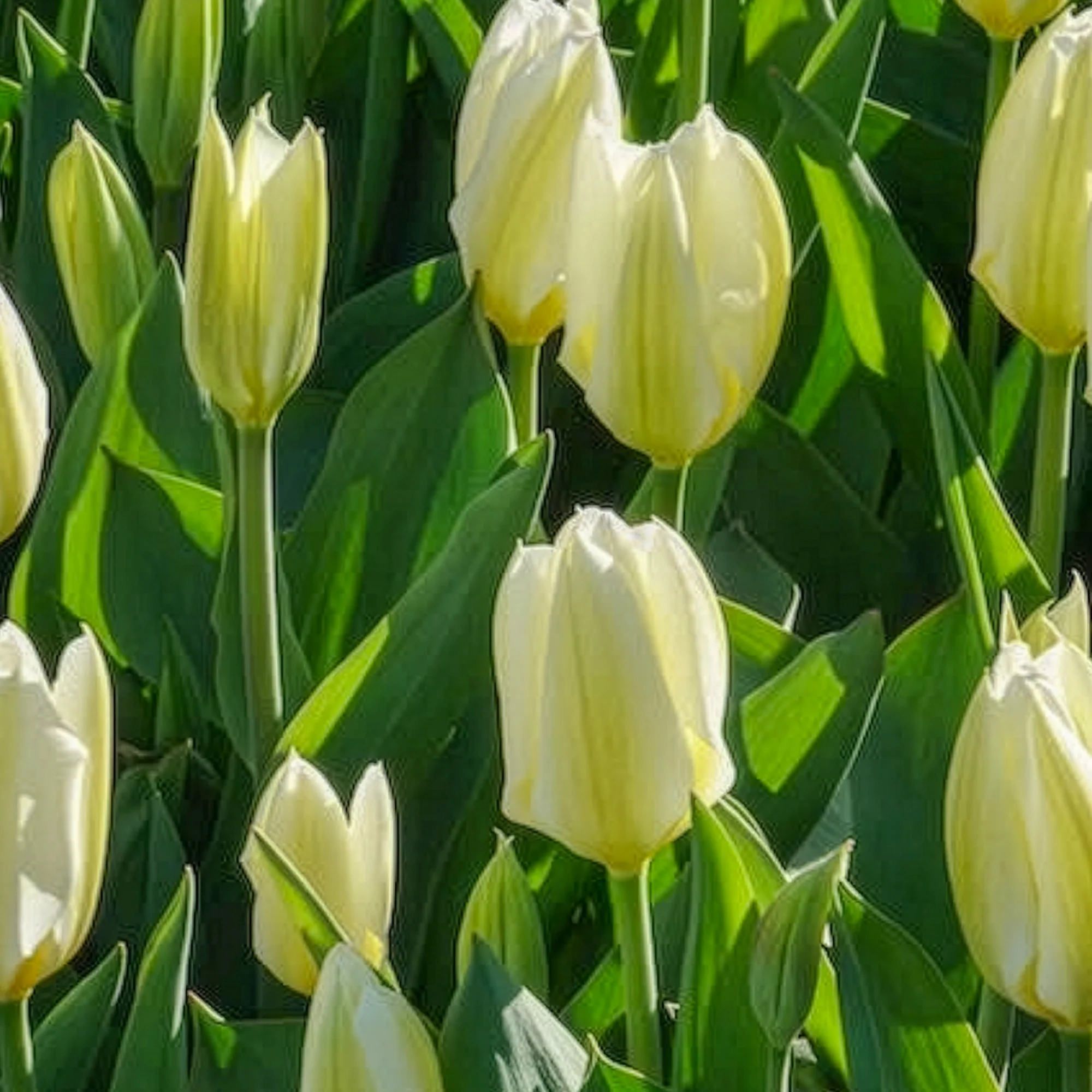 10 Tulipes Fosteriana Purissima - Image 11