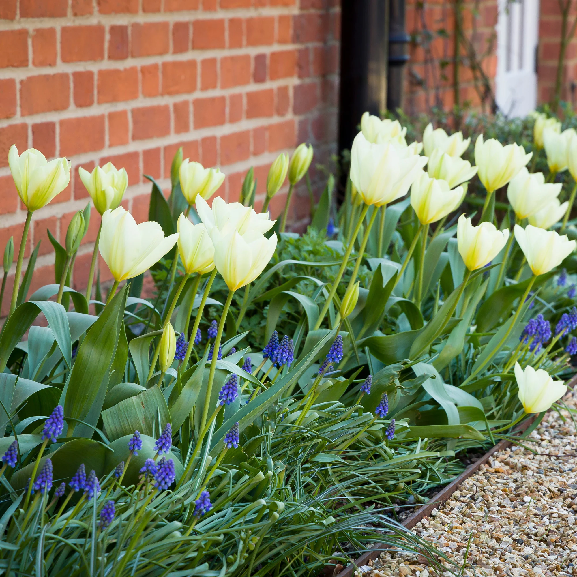 10 Tulipes Fosteriana Purissima - Image 3