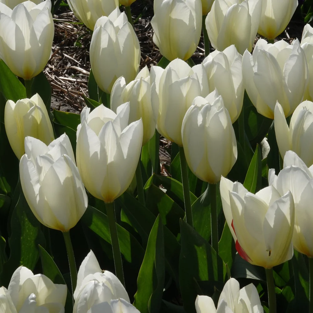 10 Tulipes Fosteriana Purissima - Image 4