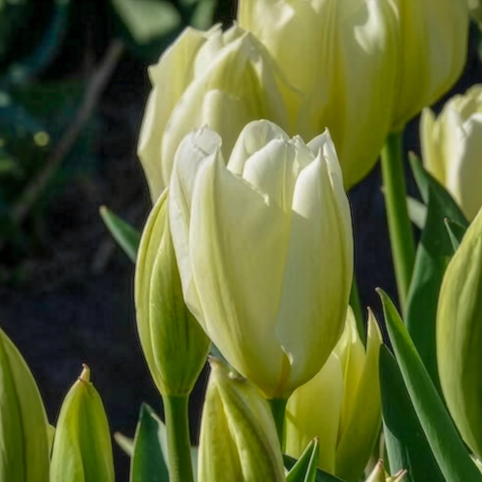 10 Tulipes Fosteriana Purissima - Image 8