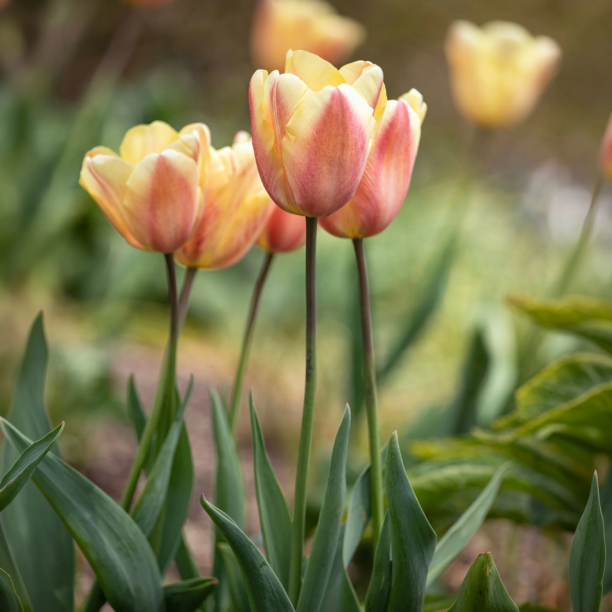 10 Tulipes Triomphe Apricot Foxx - Image 2