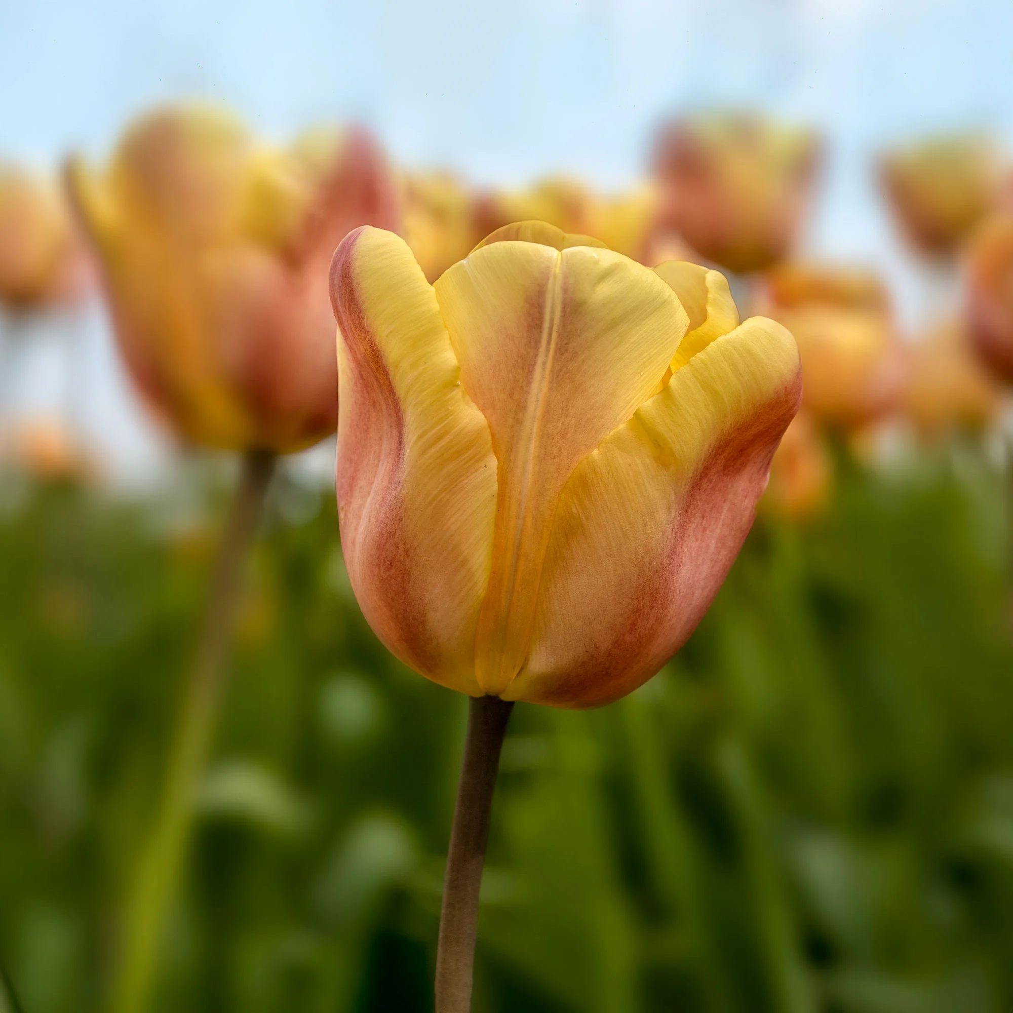 10 Tulipes Triomphe Apricot Foxx - Image 3