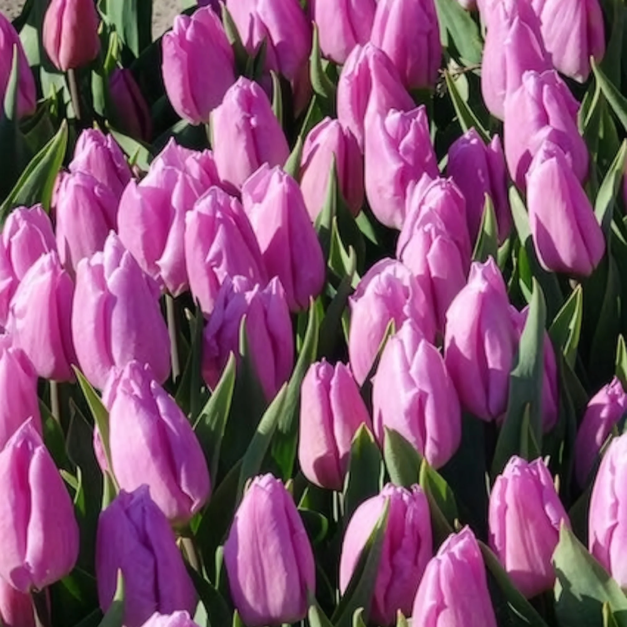 10 Tulipes Triomphe Candy Prince - Image 4