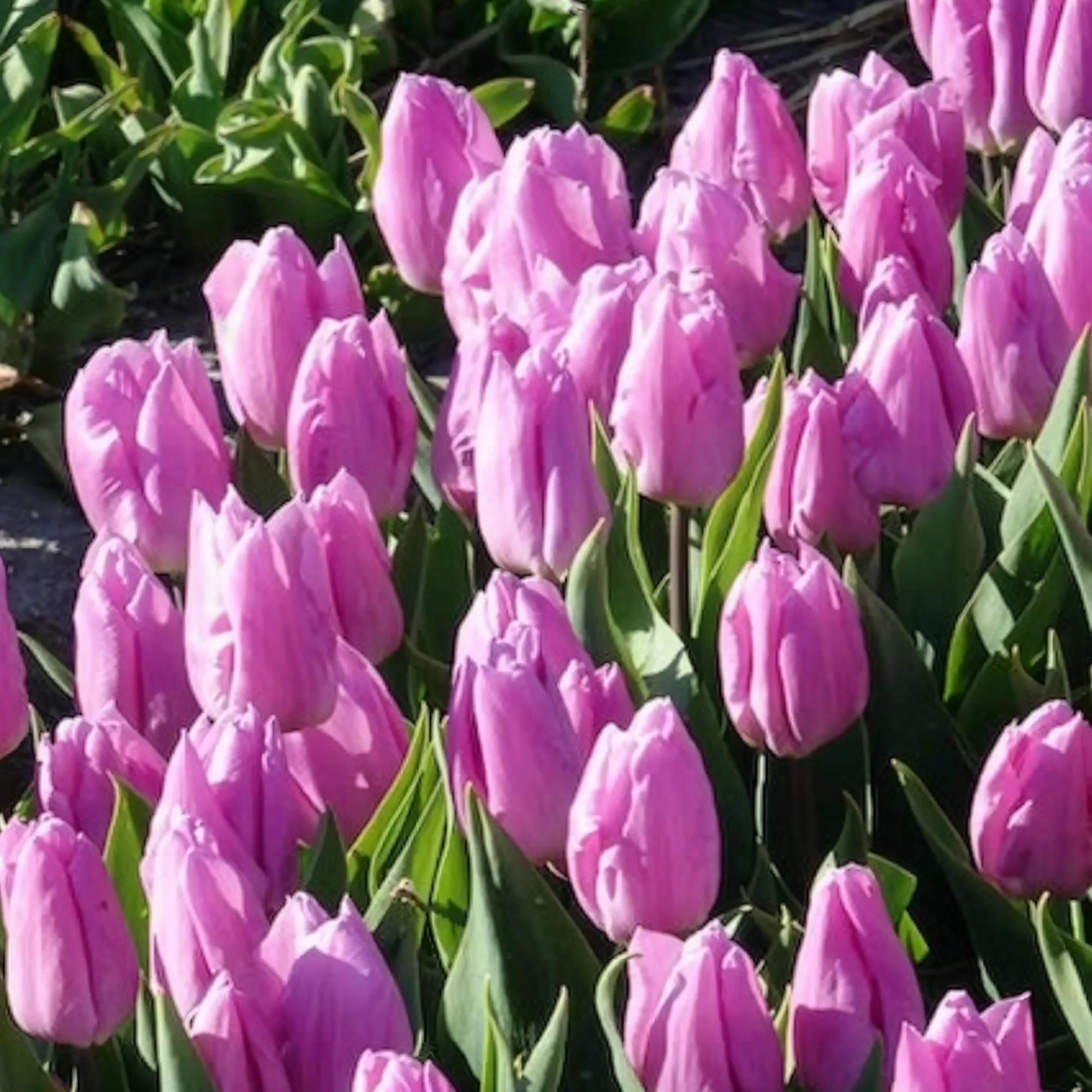 10 Tulipes Triomphe Candy Prince - Image 5