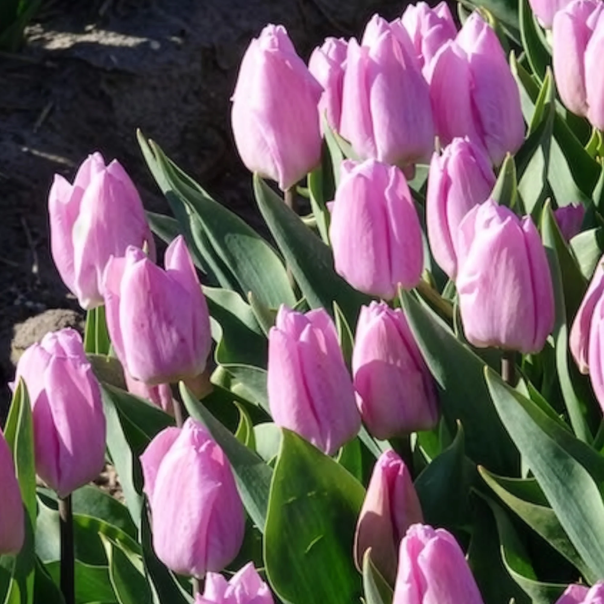 10 Tulipes Triomphe Candy Prince - Image 6