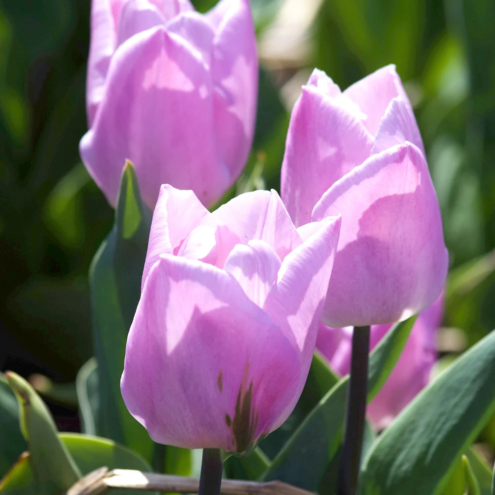 10 Tulipes Triomphe Candy Prince - Image 7