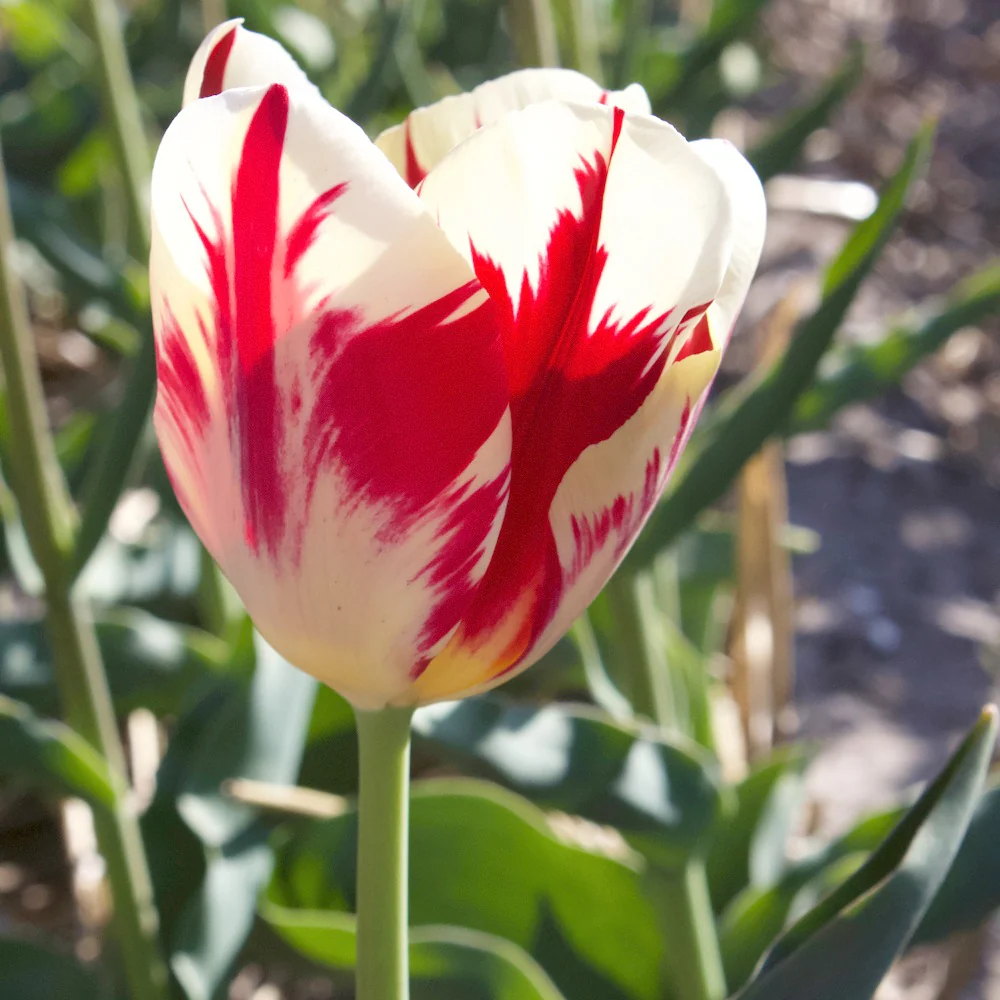 10 Tulipes Triomphe Carnaval de Rio
