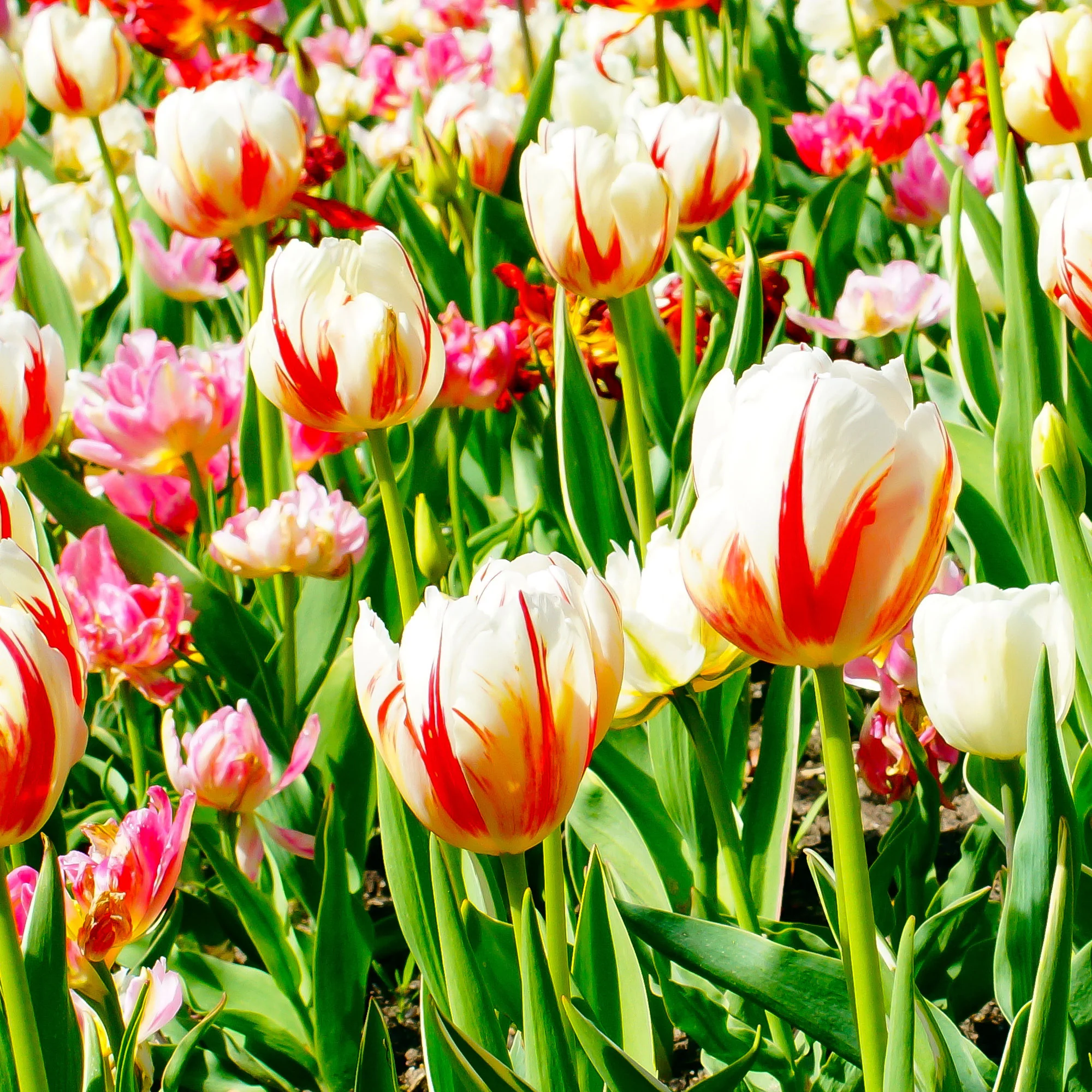 10 Tulipes Triomphe Carnaval de Rio - Image 2
