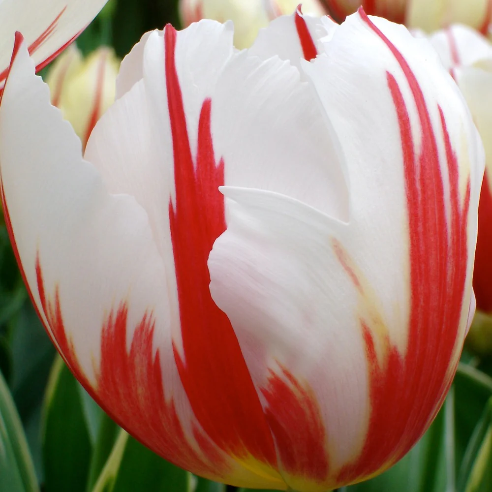 10 Tulipes Triomphe Carnaval de Rio - Image 3