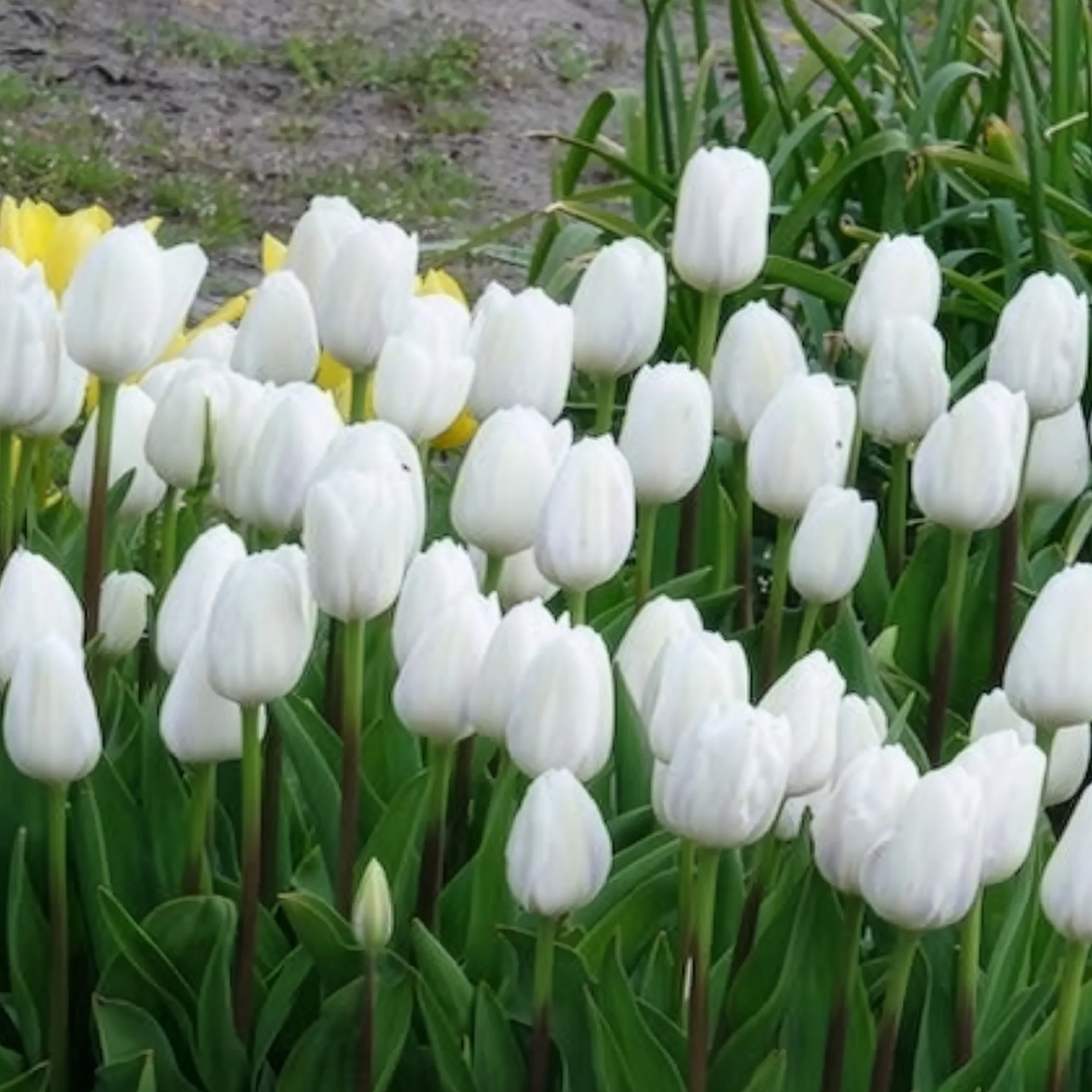 7 Tulipes Triomphe Royal Virgin - Image 2