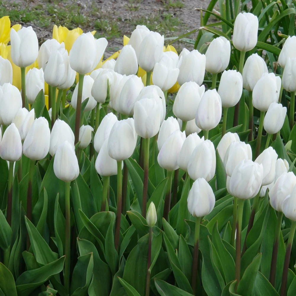 7 Tulipes Triomphe Royal Virgin - Image 3