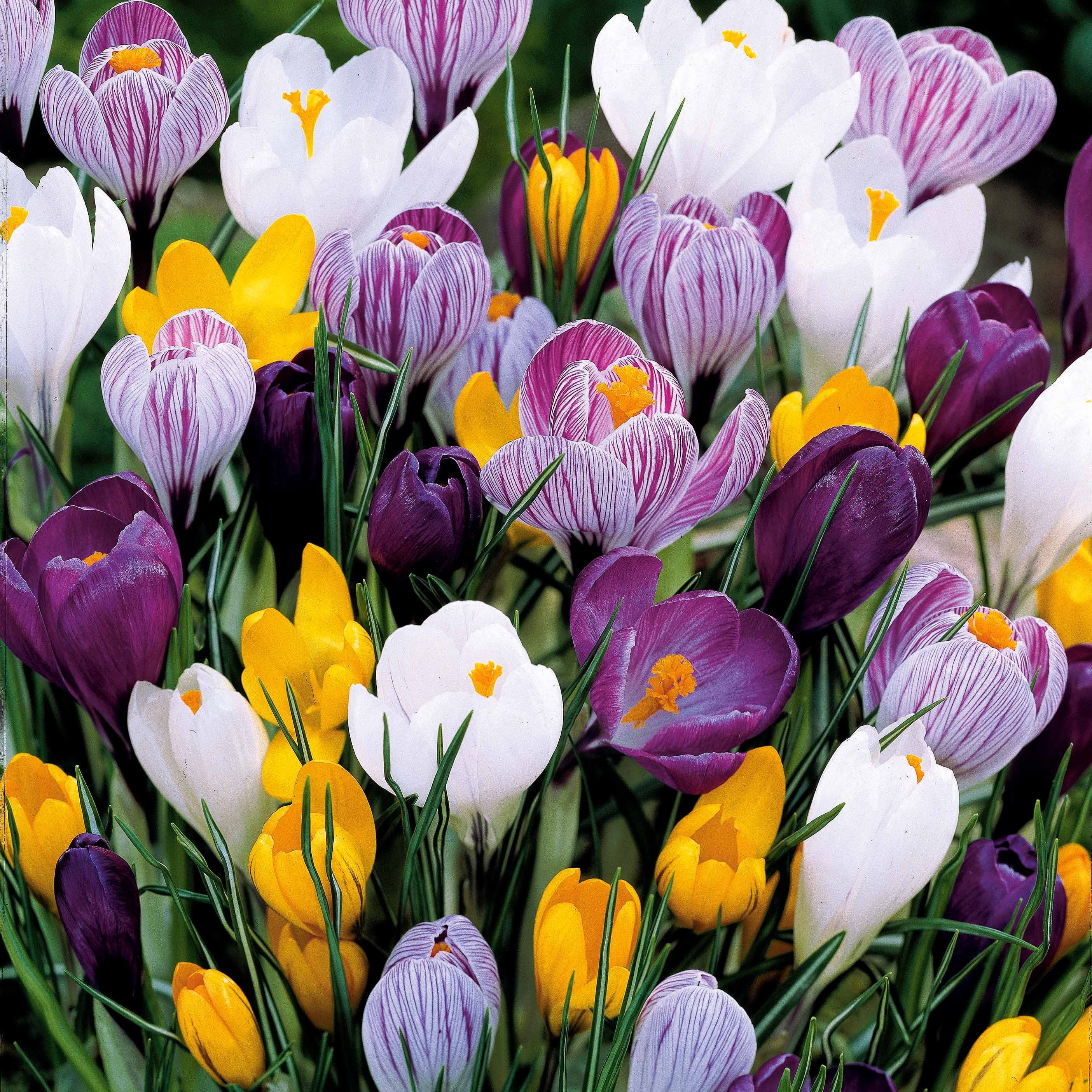 100 Crocus à grosses fleurs en mélange - Image 3