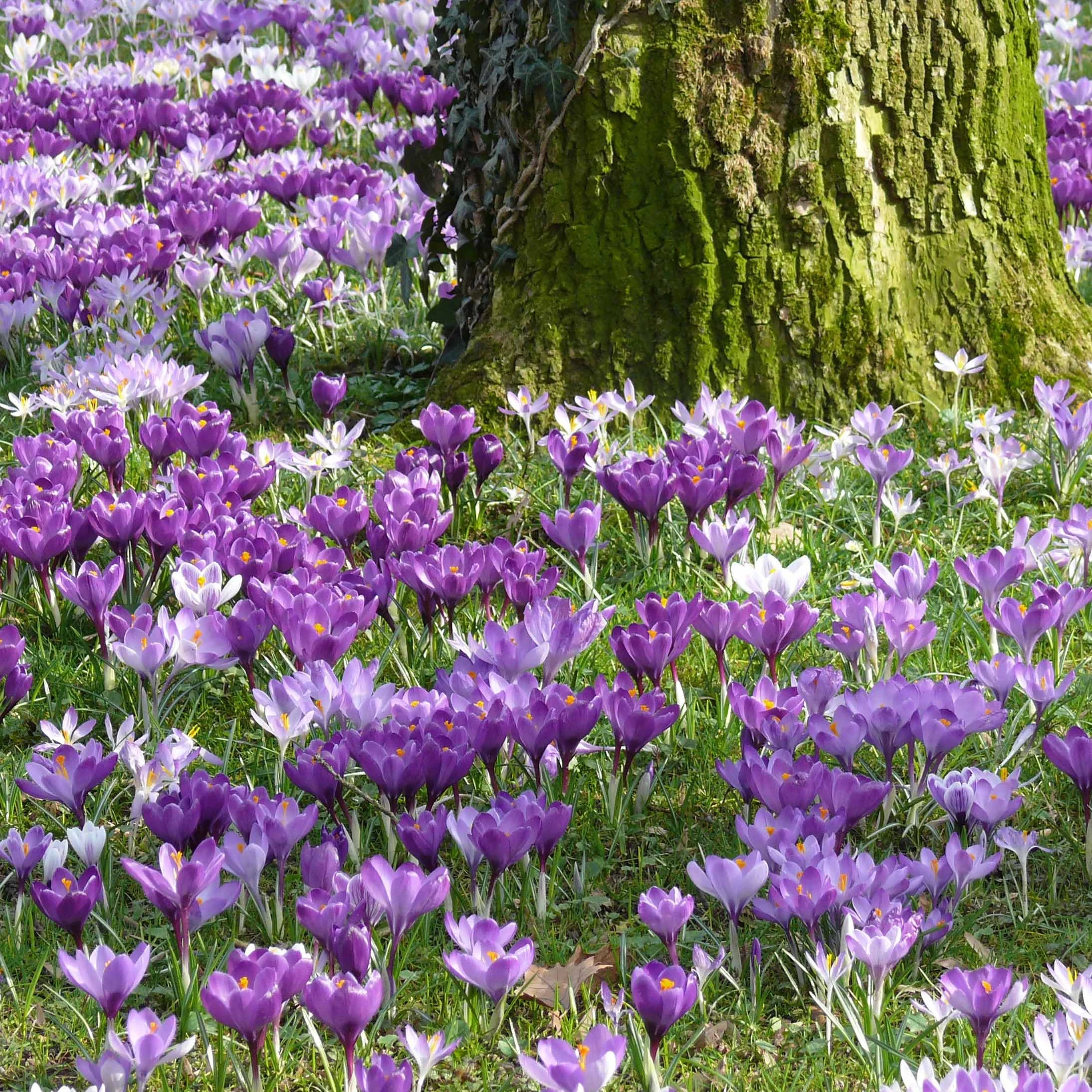 100 Crocus à grosses fleurs en mélange - Image 4