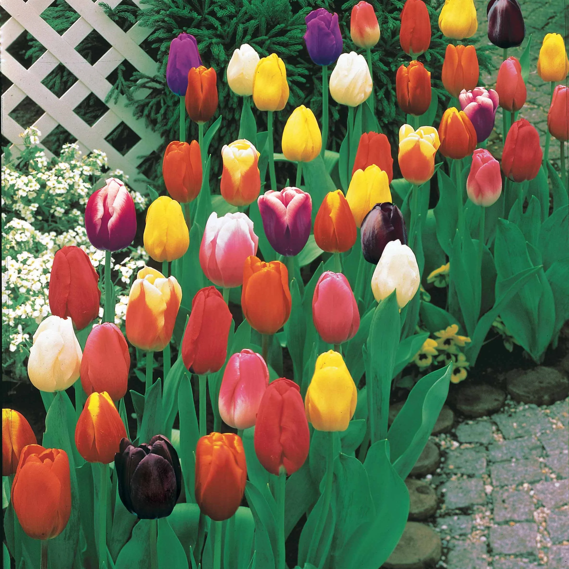 75 Tulipes à longues tiges en mélange