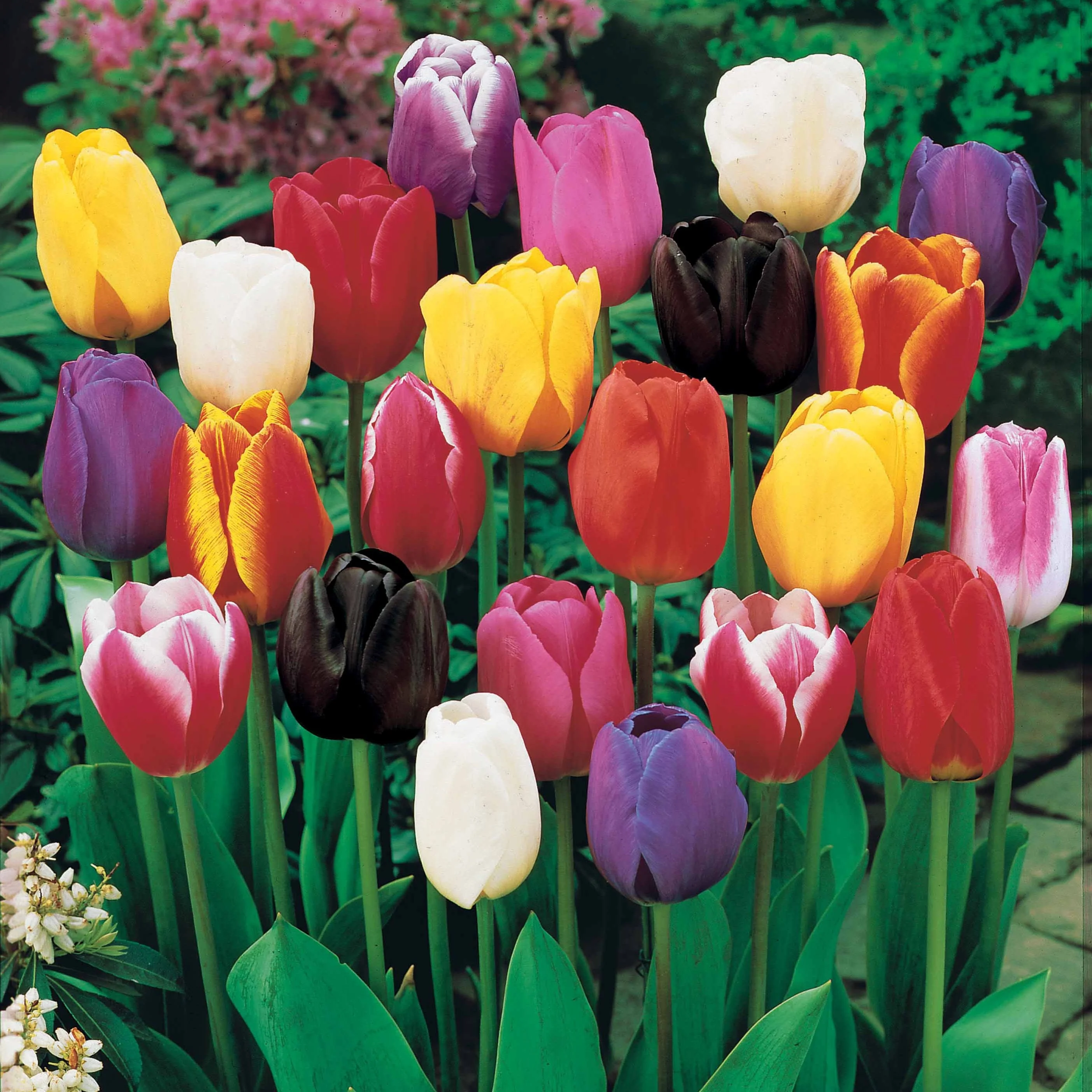 75 Tulipes à longues tiges en mélange - Image 2