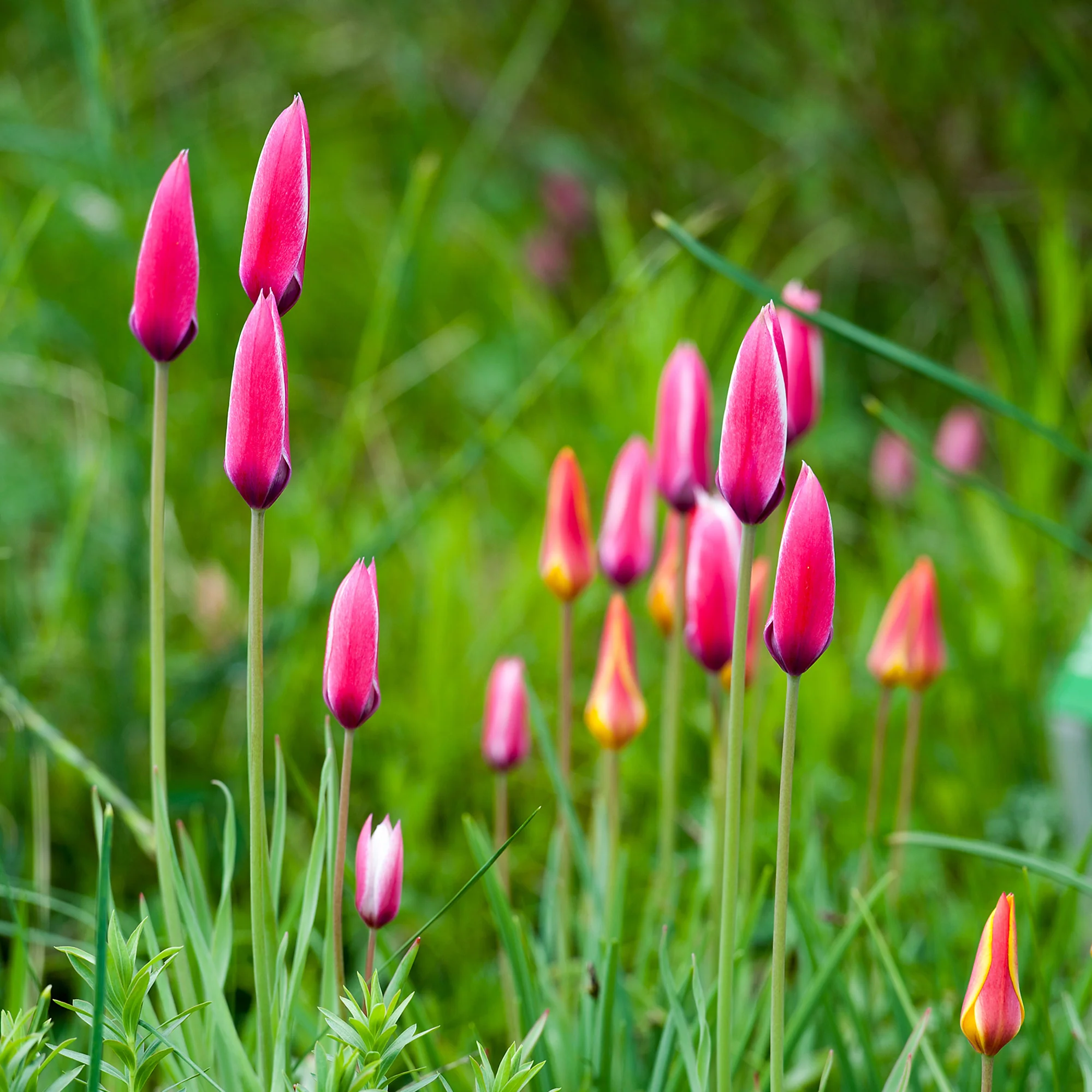 12 Tulipes Peppermint Stick - Image 2