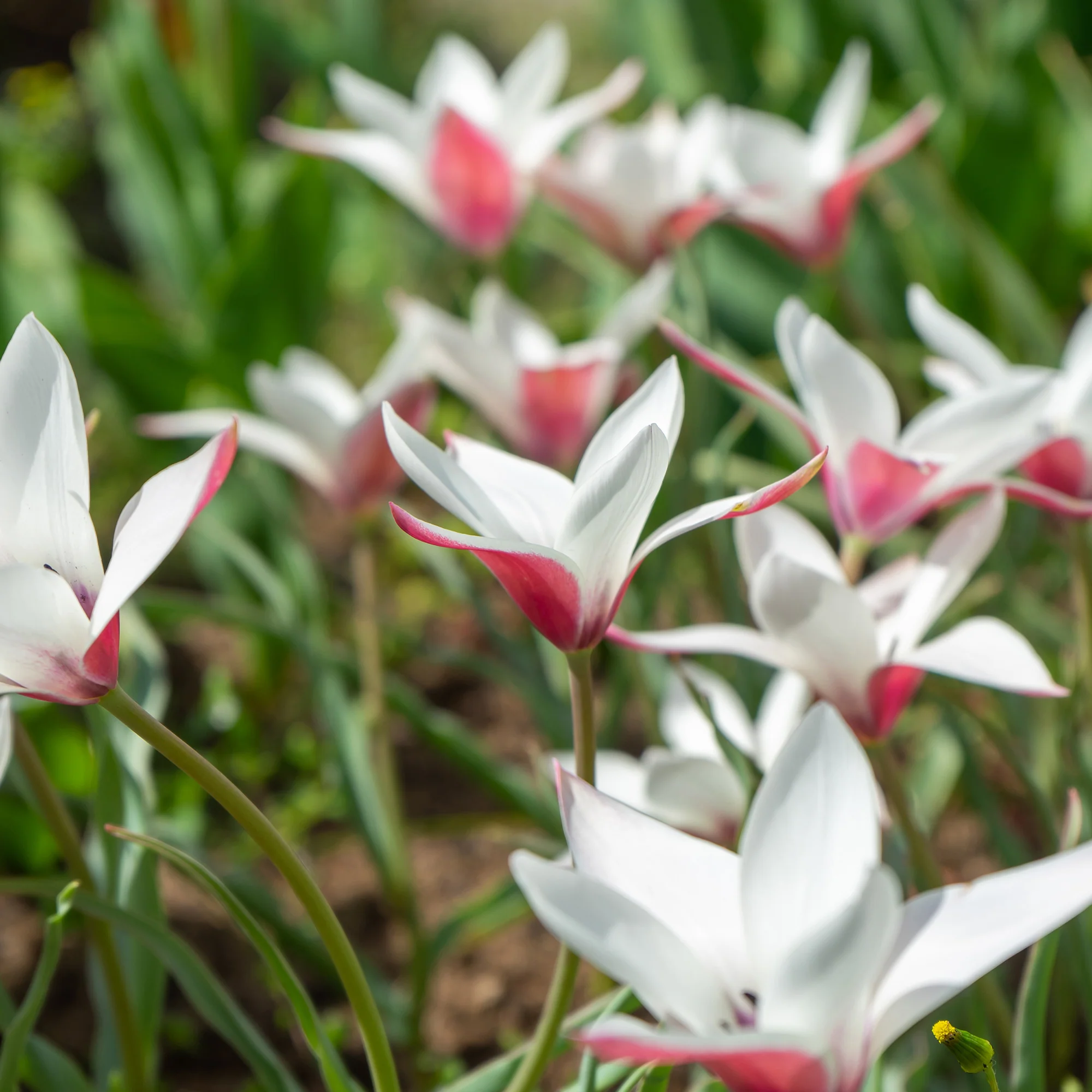 12 Tulipes Peppermint Stick - Image 3