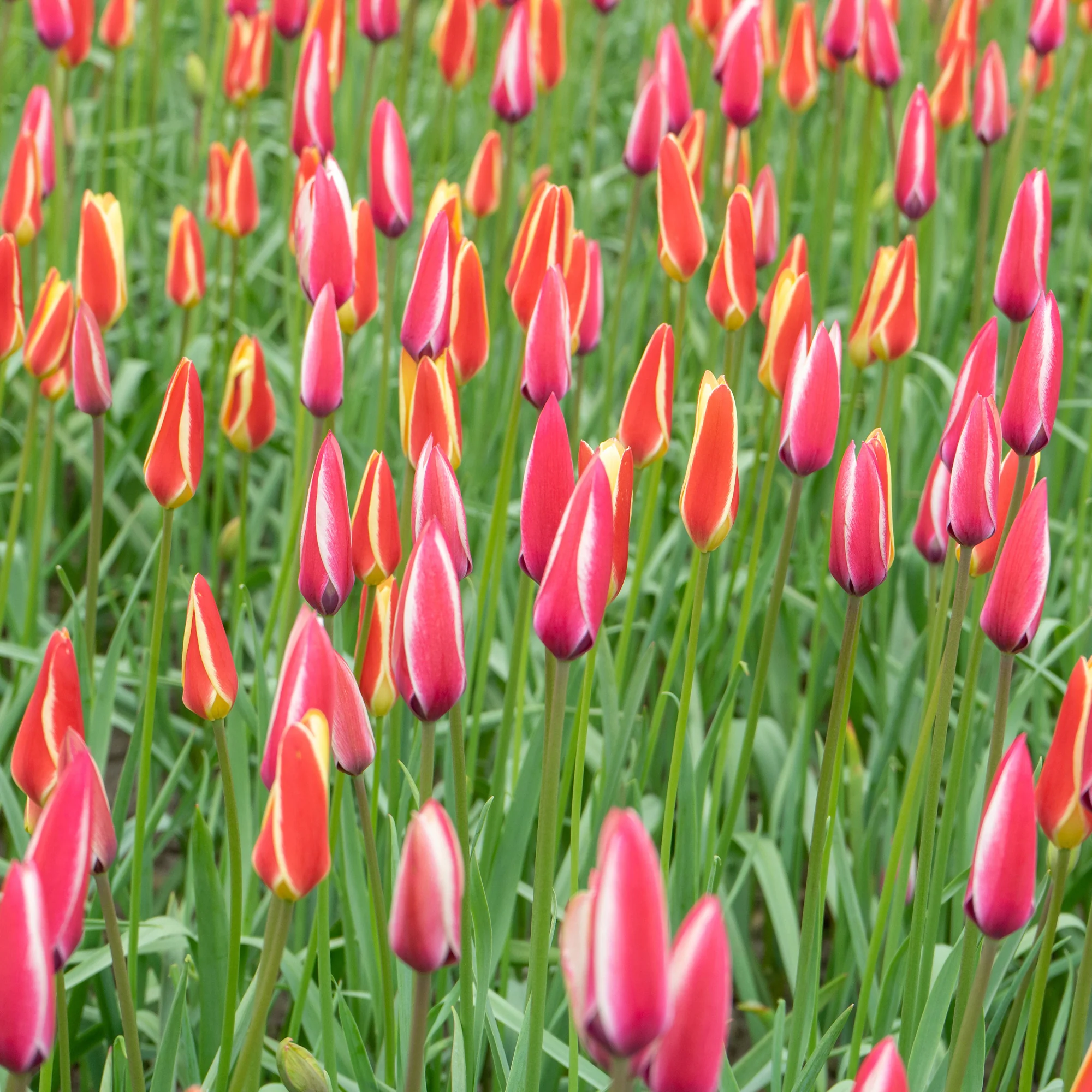 12 Tulipes Peppermint Stick - Image 4
