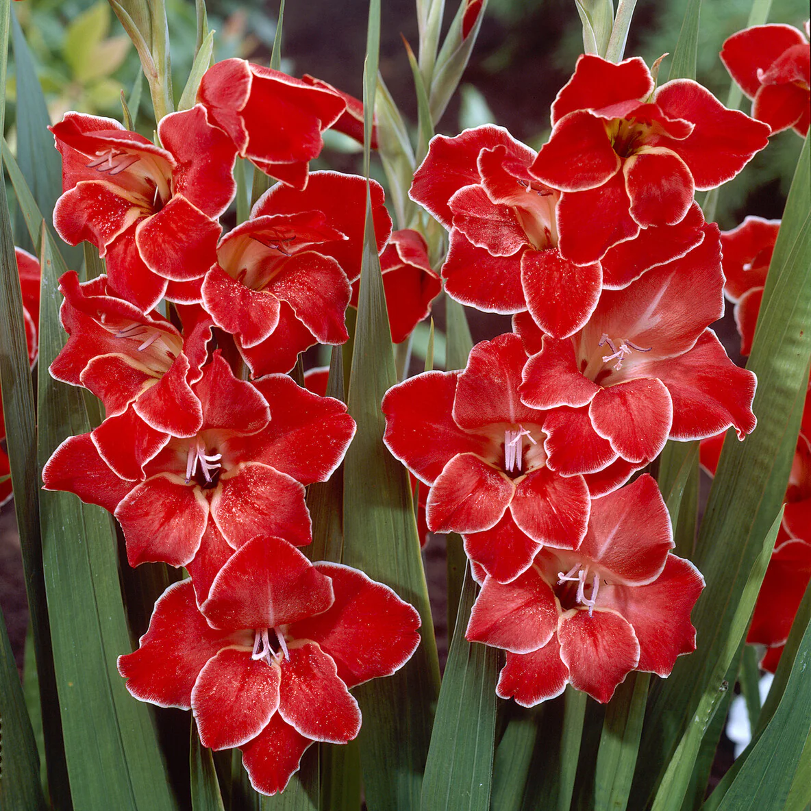 15 Glaïeuls nains Atom - Image 3