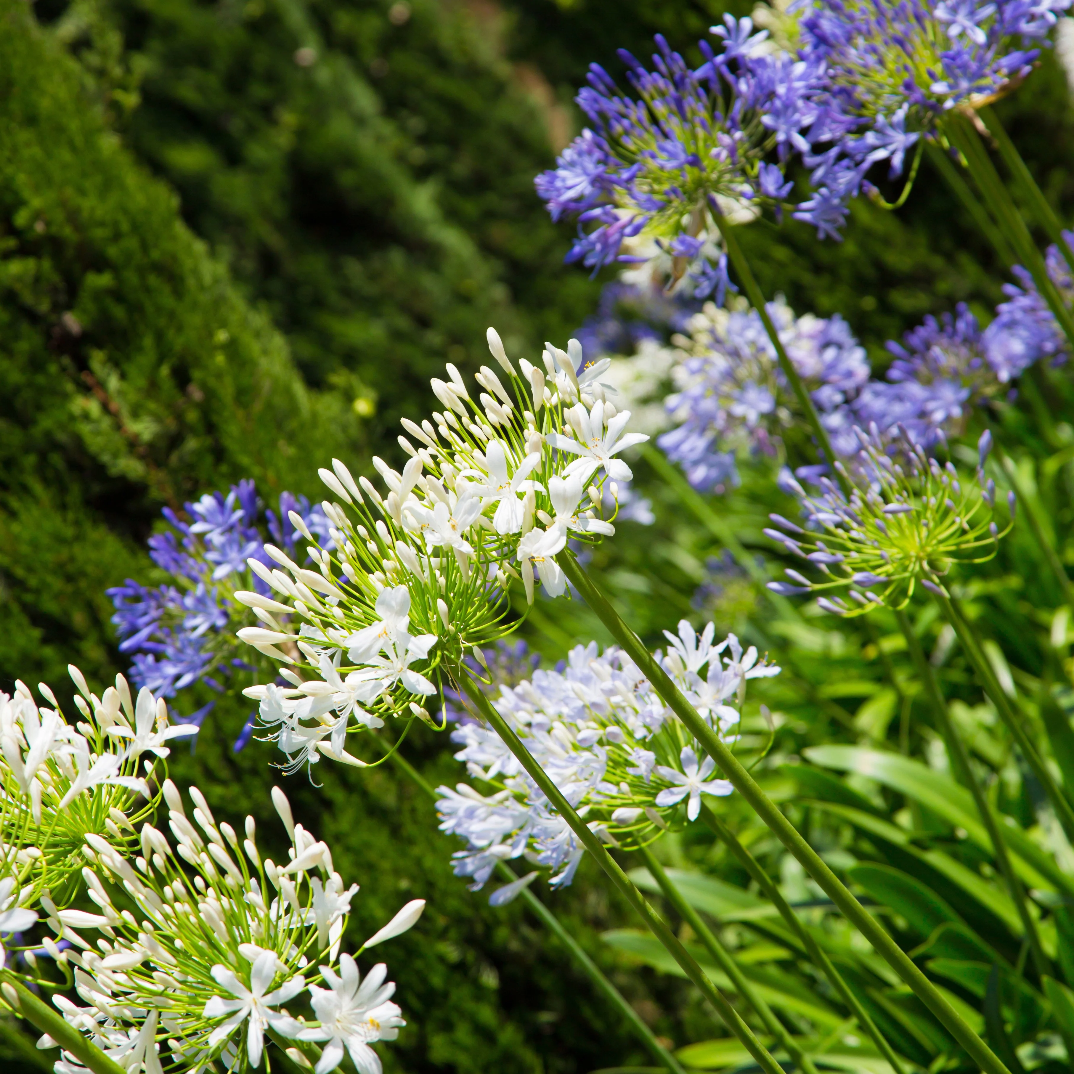 2 Agapanthes blanches - Image 5