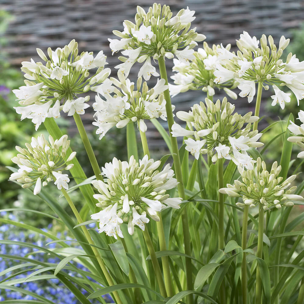 2 Agapanthes blanches - Image 8